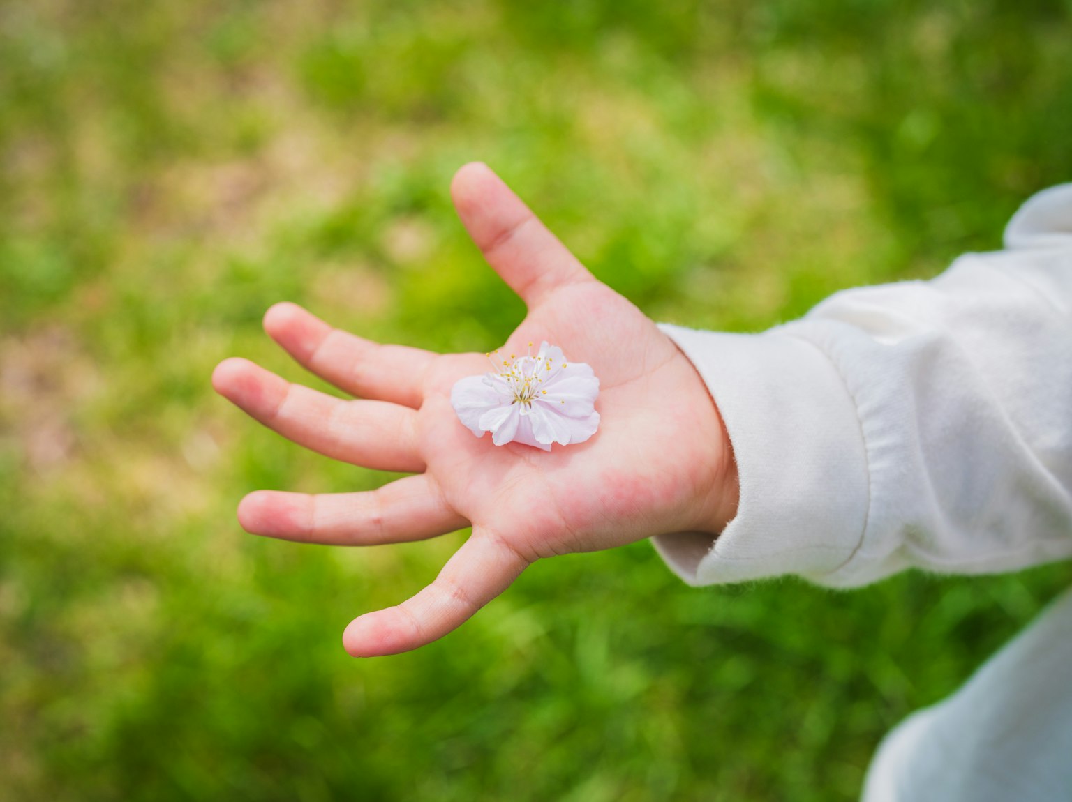 Child's hand holding a cherry blossom petal with a green background