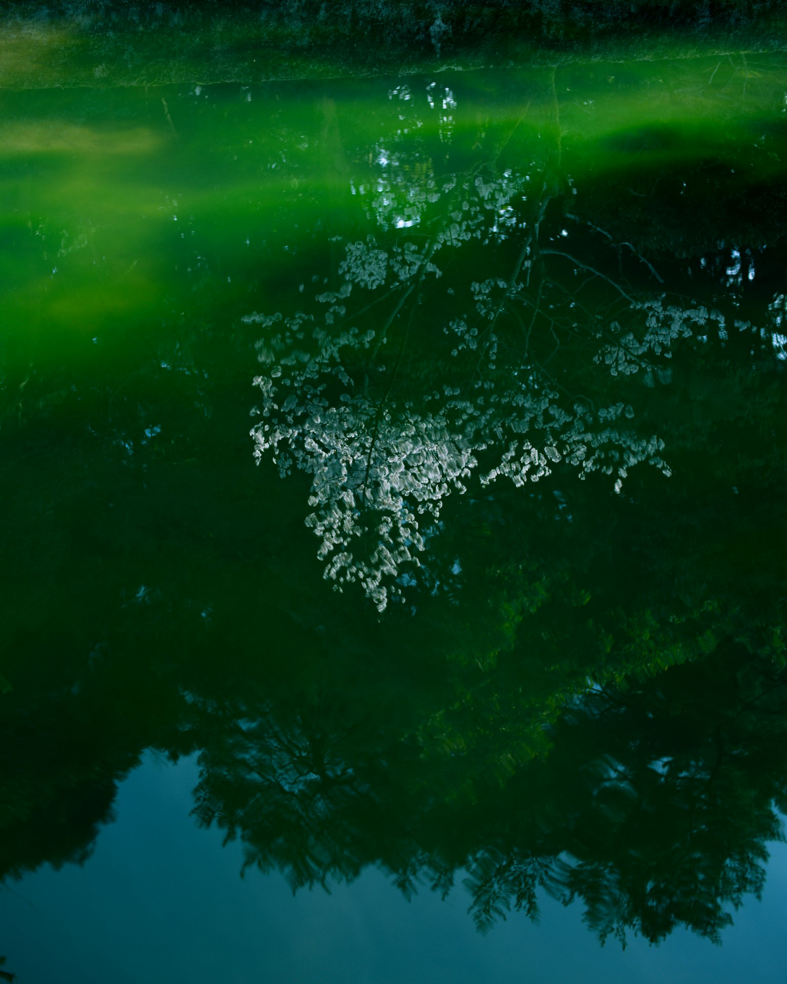 Reflexion von Laub im grünen Wasser mit umliegenden Baum Schatten