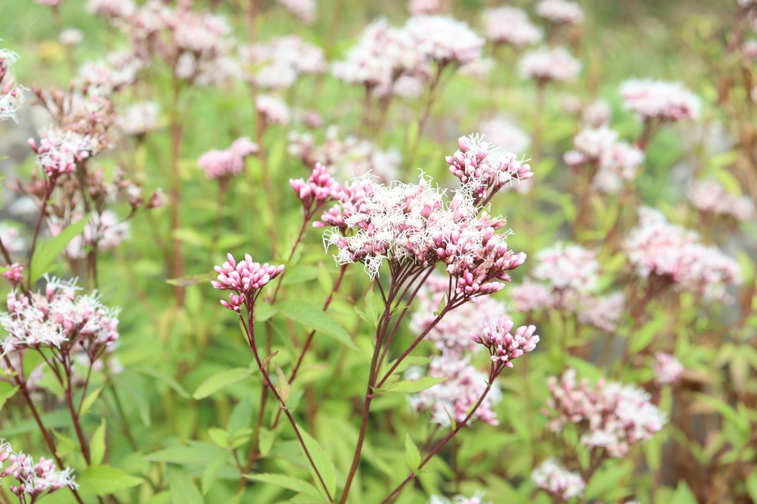 Pemandangan dengan tanaman hijau dan bunga pink muda