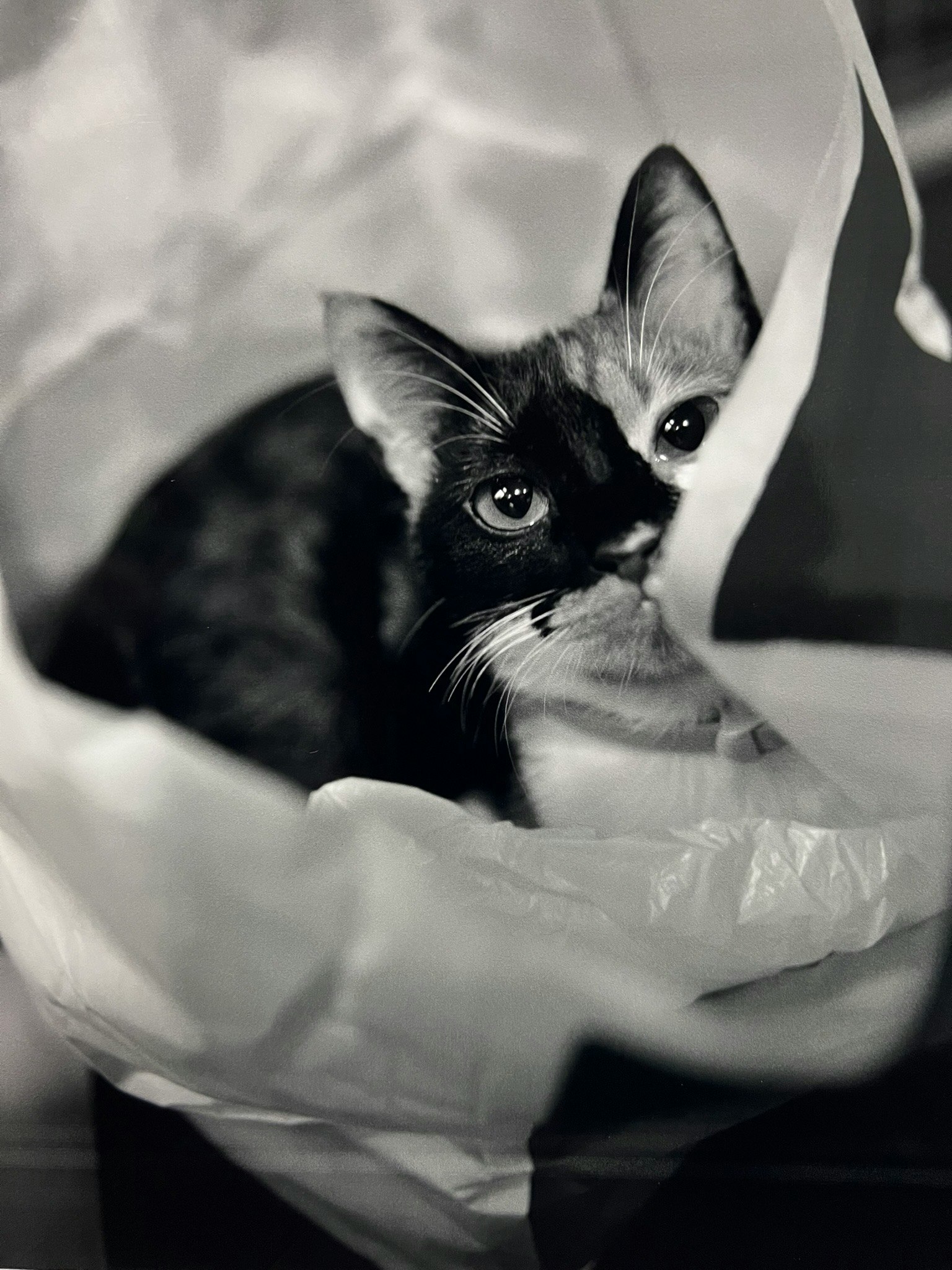 Chat noir et blanc se détendant dans un sac en plastique