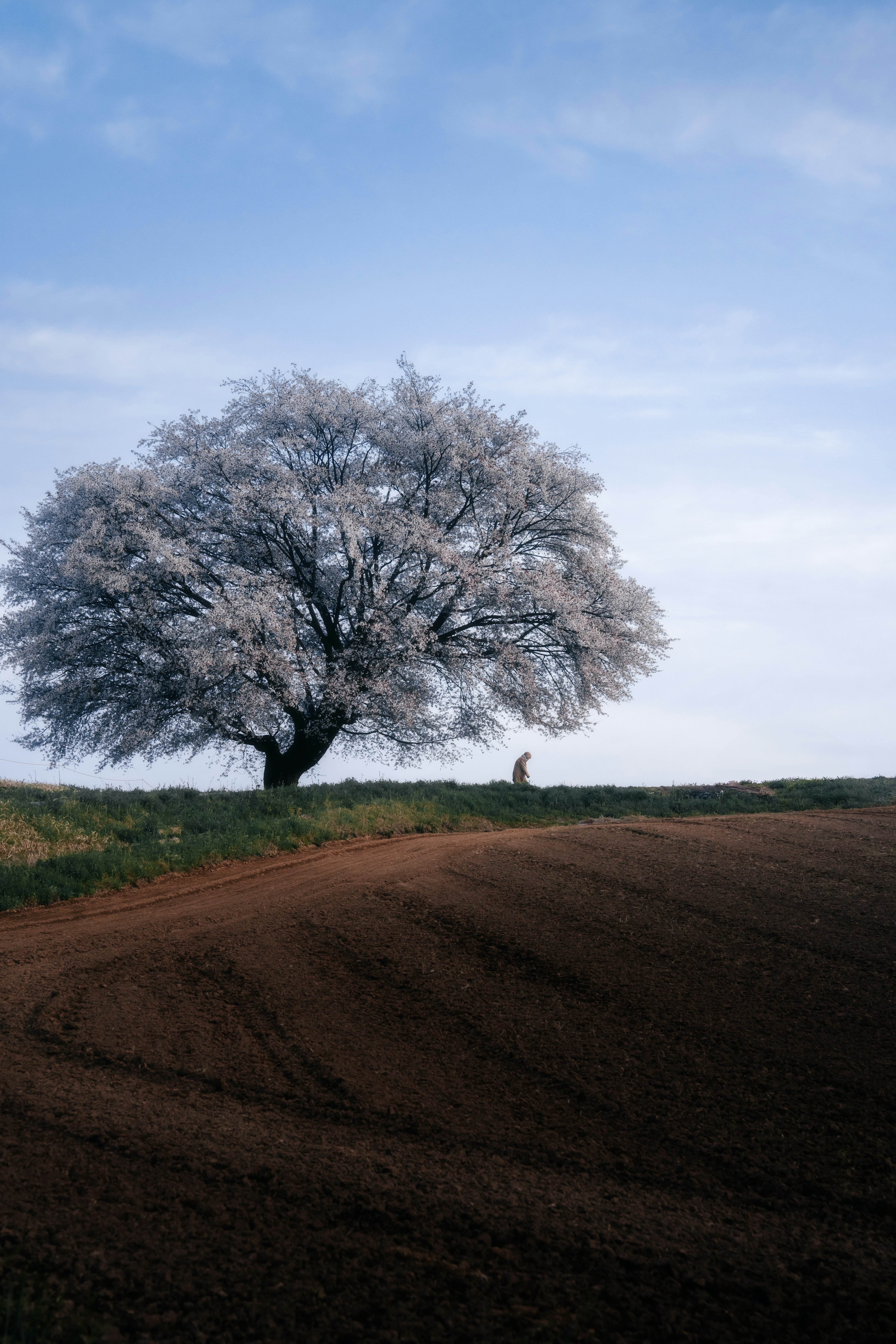 Un árbol solitario en un campo bajo un cielo azul
