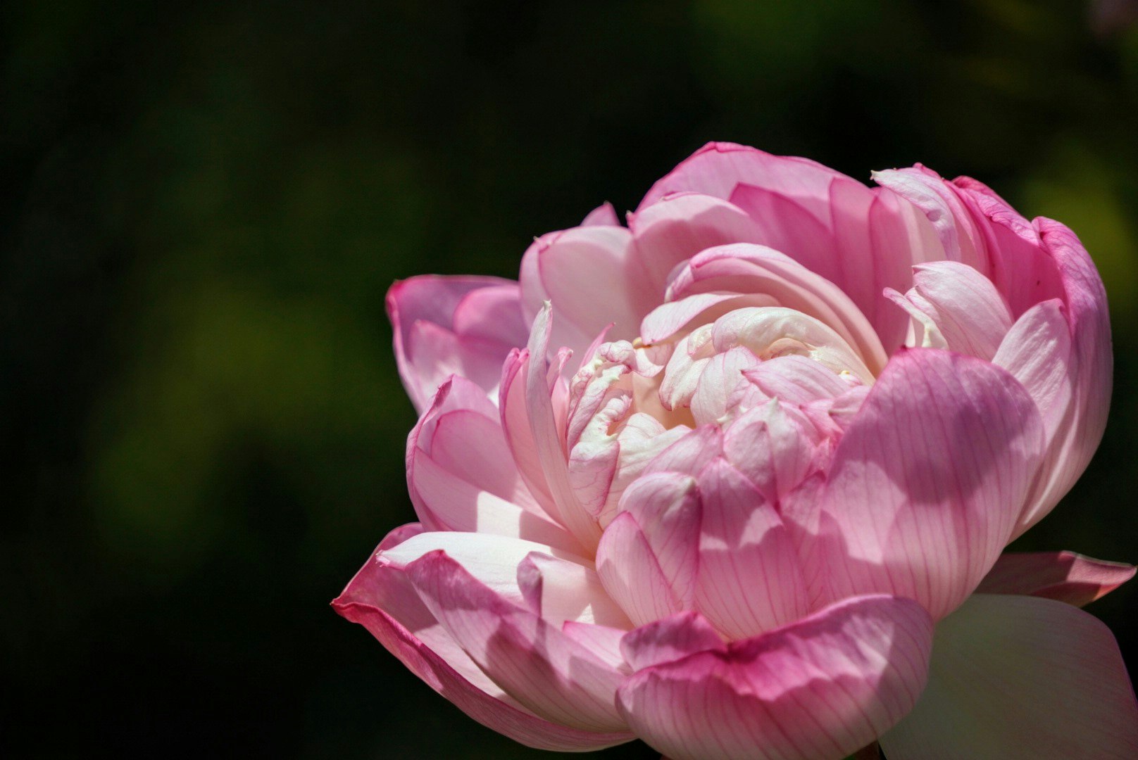 京都府立植物園のピンクの花（百周年記念フォトコン）画像