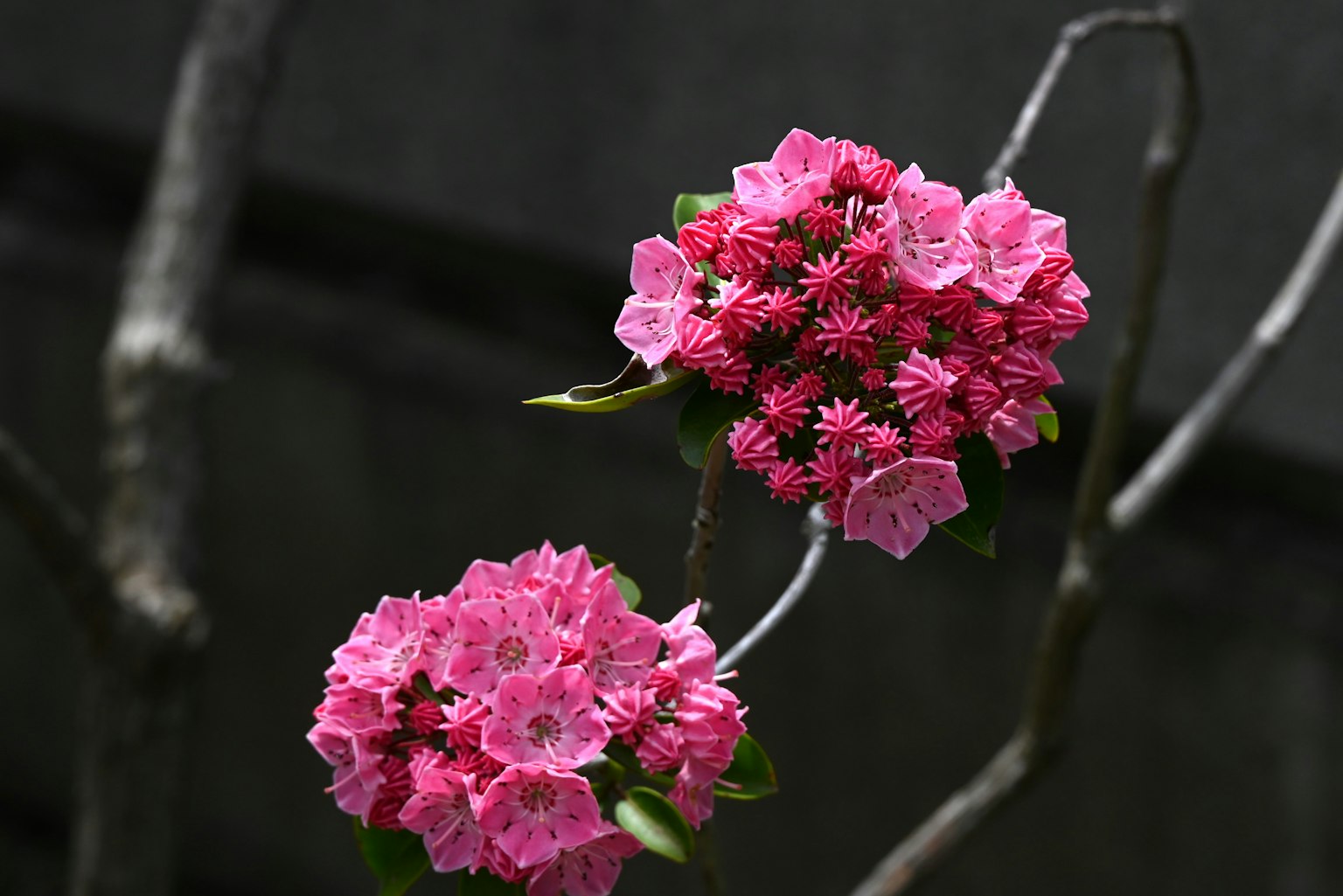 Primo piano di fiori rosa che sbocciano su un ramo d'albero