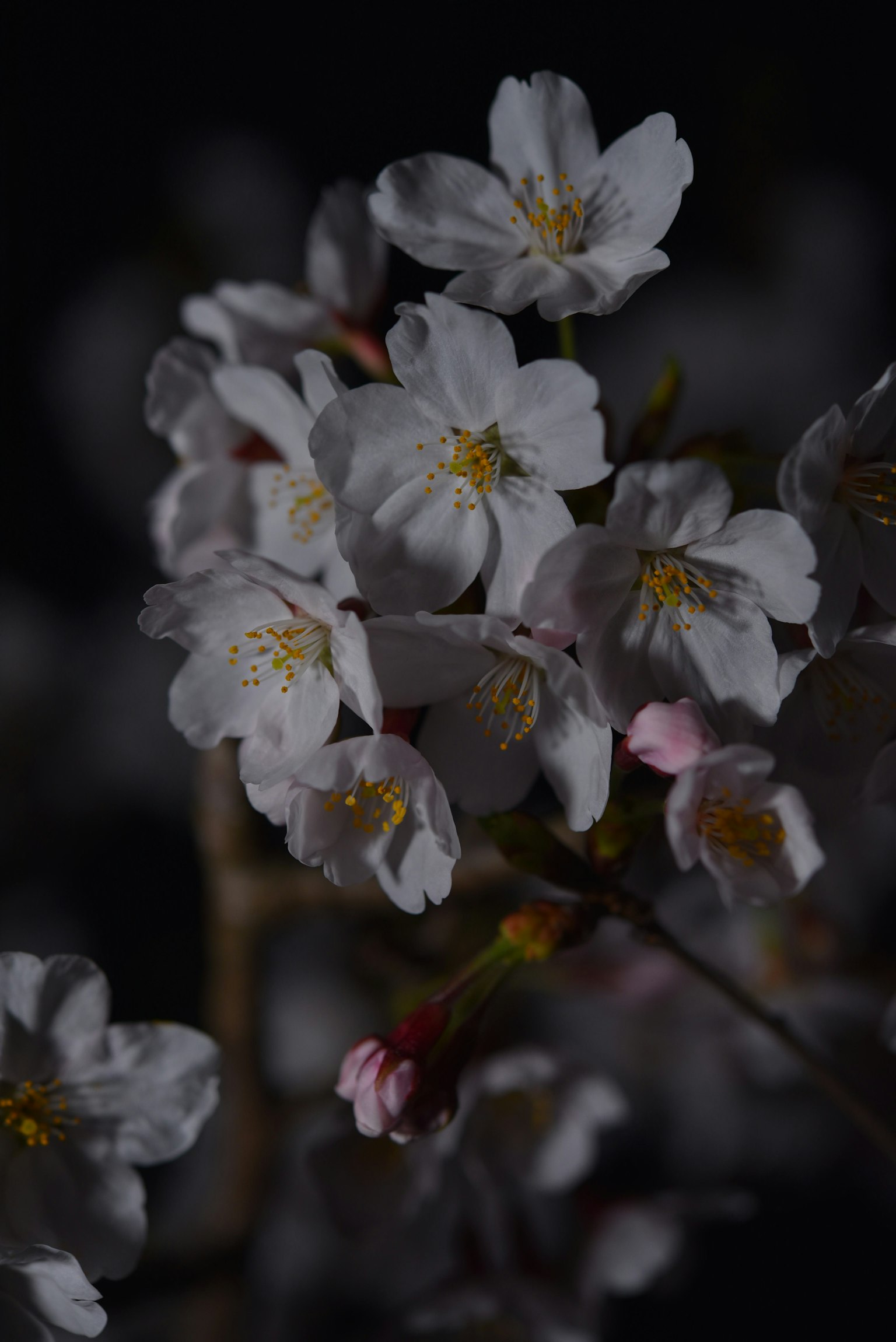 Bunga sakura yang diterangi di latar belakang gelap