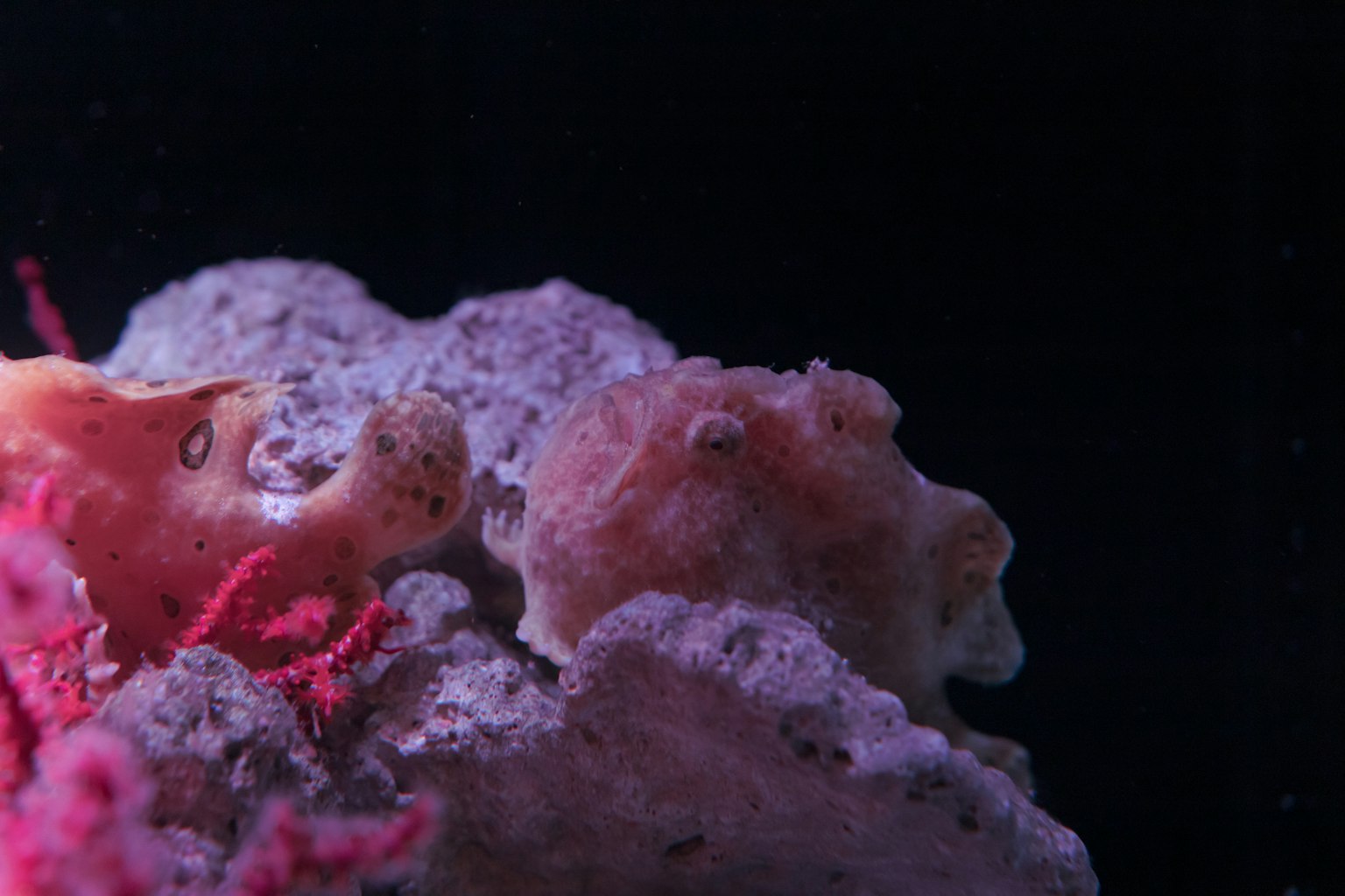 水下珊瑚中兩隻小章魚的特寫鏡頭