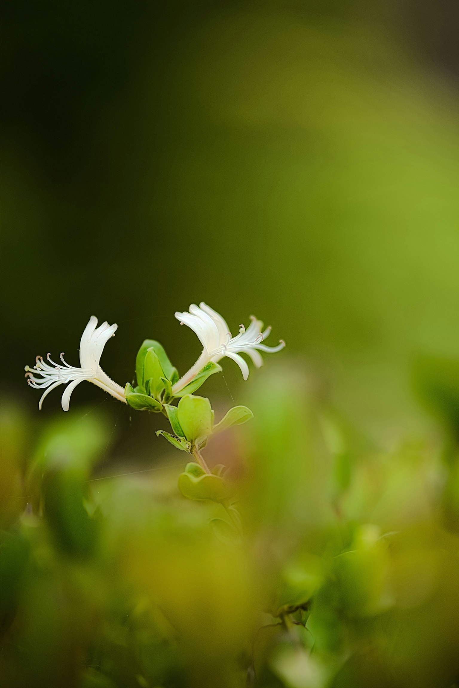 Detailed view of a white flower against a green background