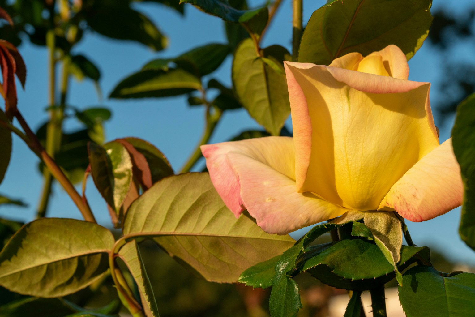Bunga mawar kuning mekar di bawah langit biru
