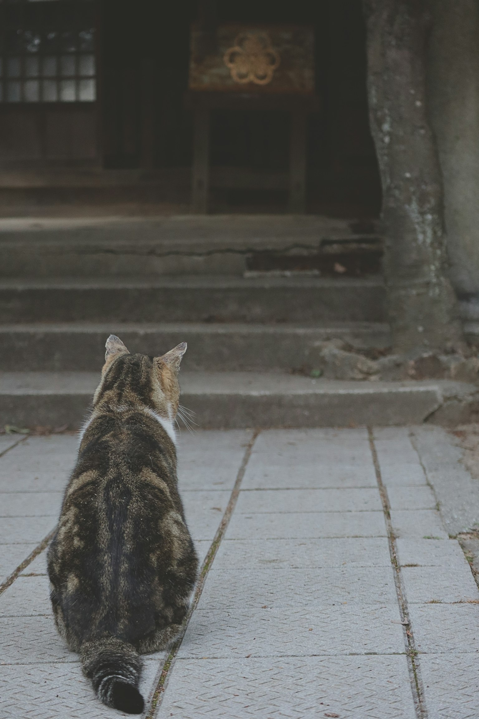 Un chat assis sur des marches en pierre regardant vers un bâtiment