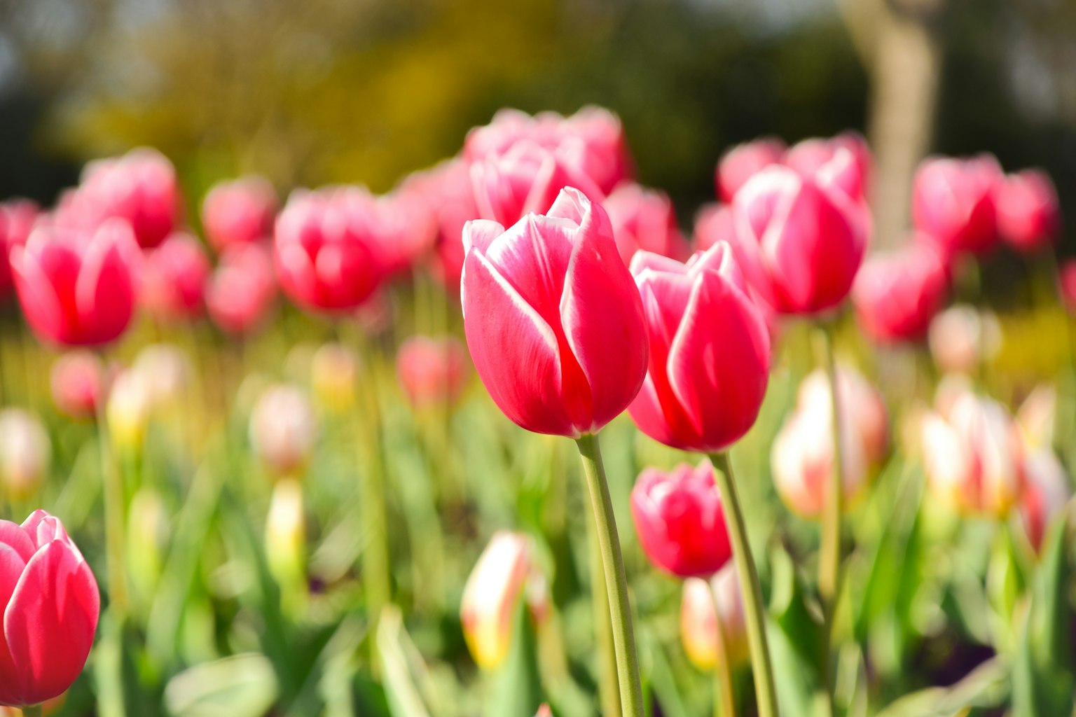 Tulip hồng rực rỡ nở trong cánh đồng hoa
