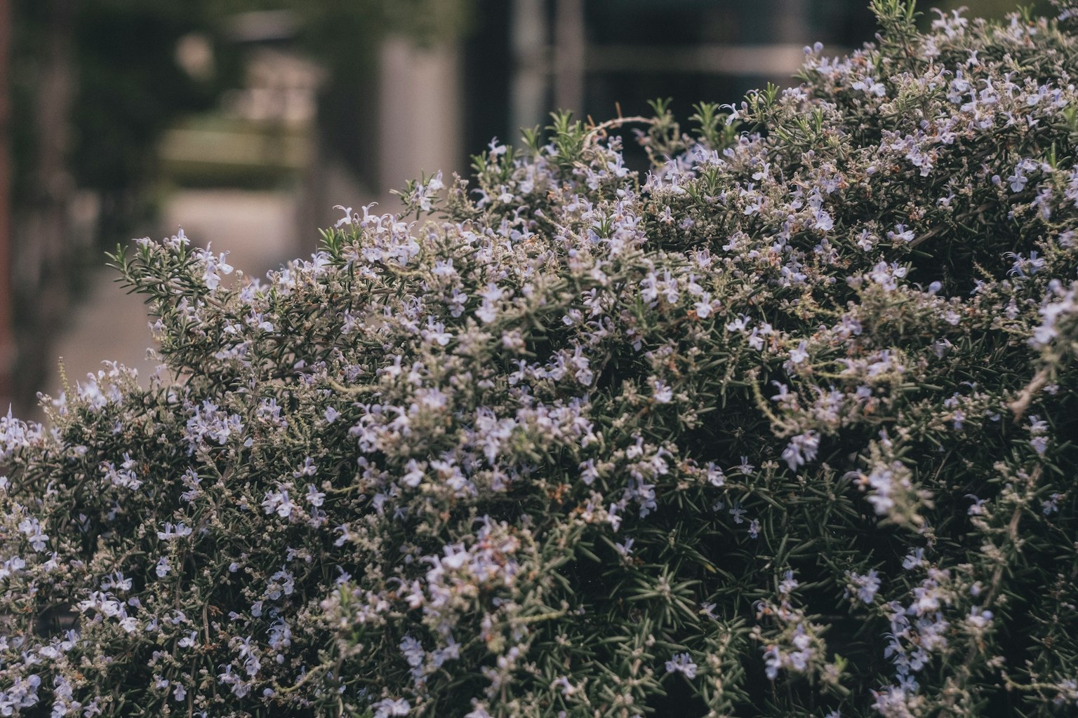Acercamiento de un arbusto verde con flores blancas