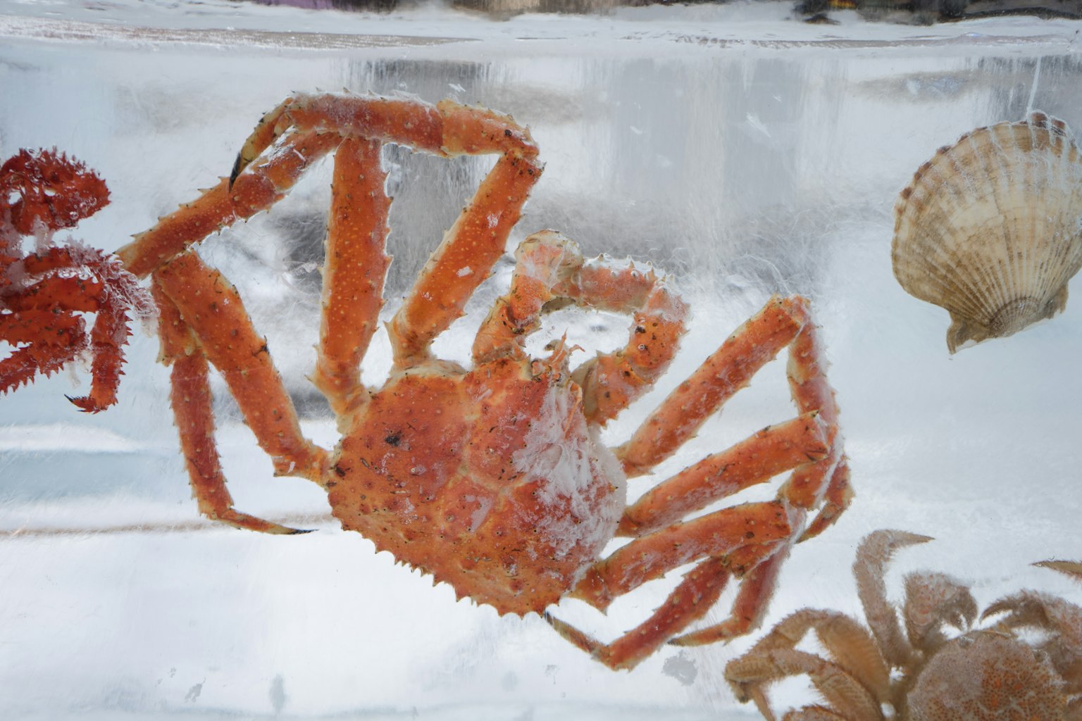 Cangrejo naranja atrapado en hielo con conchas al fondo