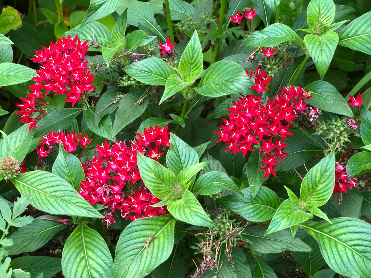 Vibrant red flowers blooming among lush green leaves