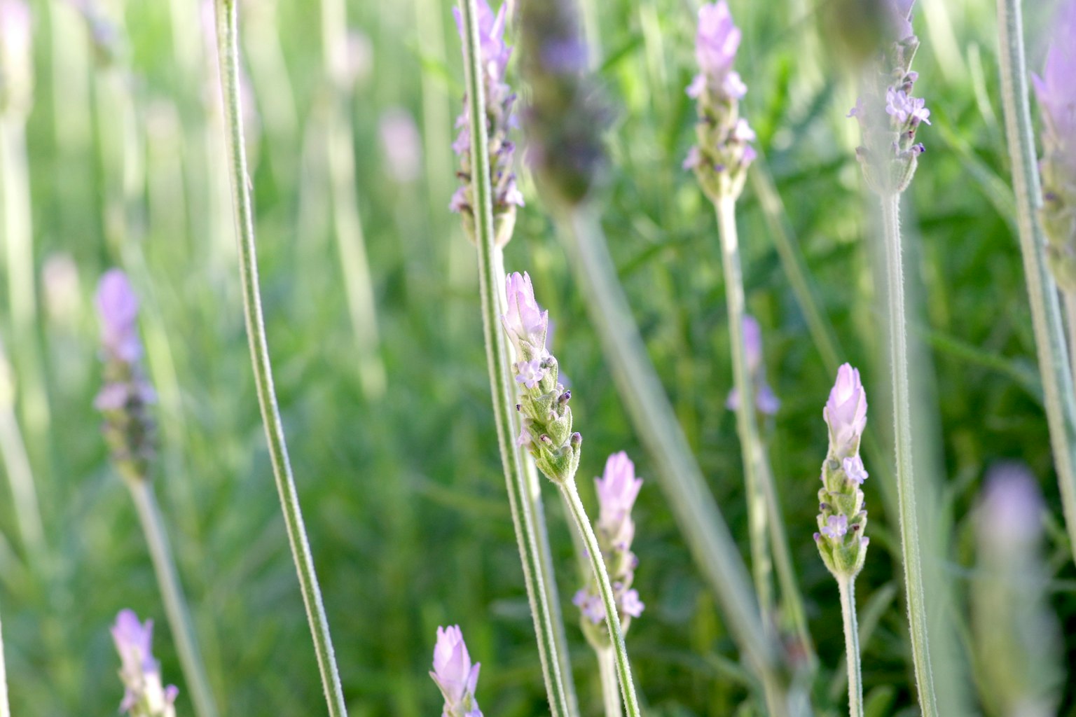 Bunga lavender ungu halus yang menjulang di latar belakang hijau subur