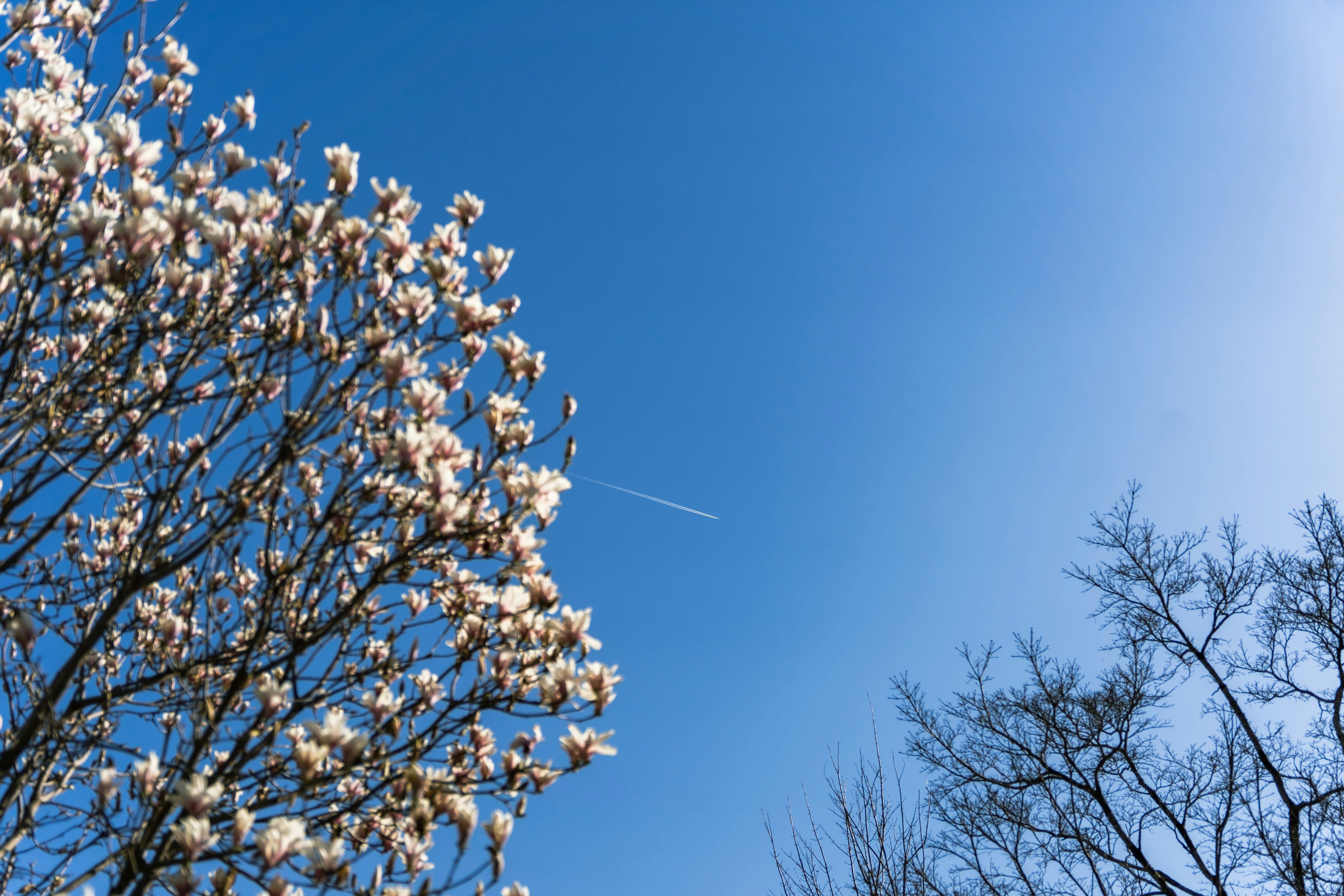 青空に咲く花と枝のある春の木々