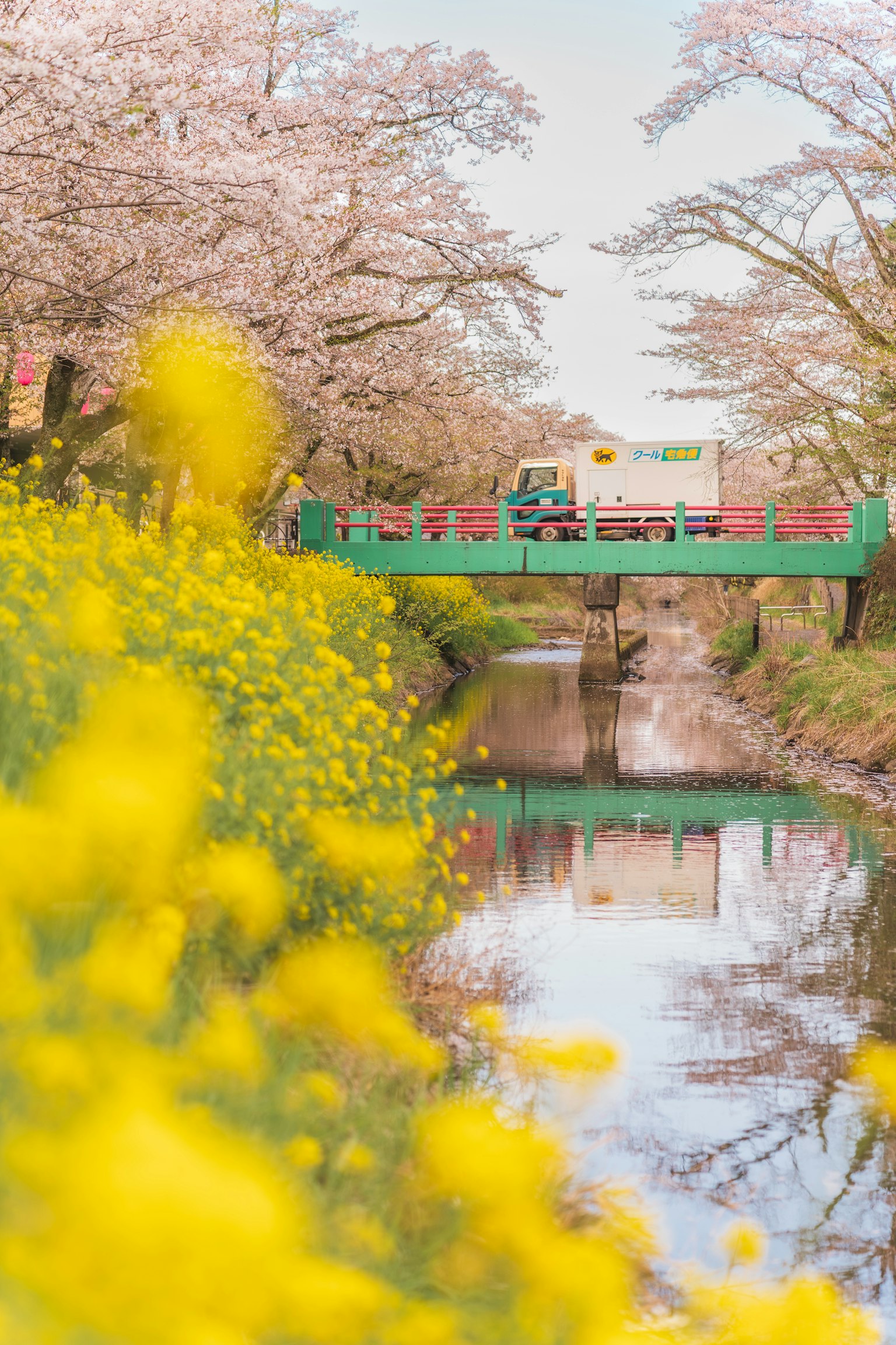 Malersicher Blick am Fluss mit Kirschblüten und gelben Rapsblumen Grüner Brücke, die sich im ruhigen Wasser spiegelt