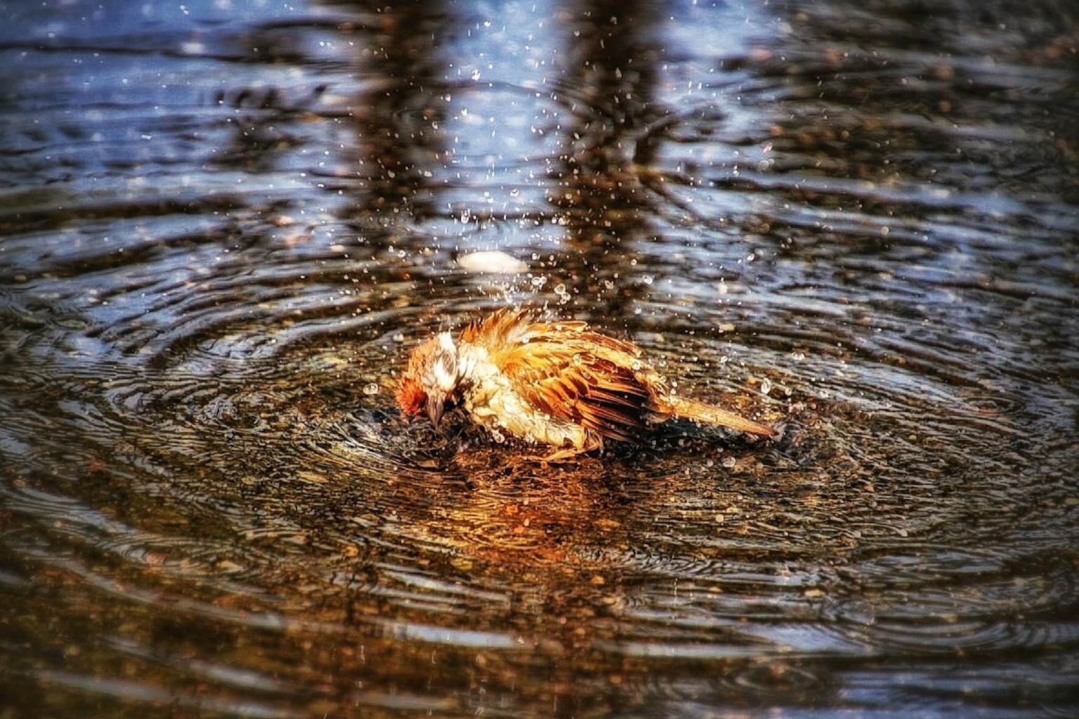 Oiseau battant des ailes dans l'eau avec des ondulations environnantes