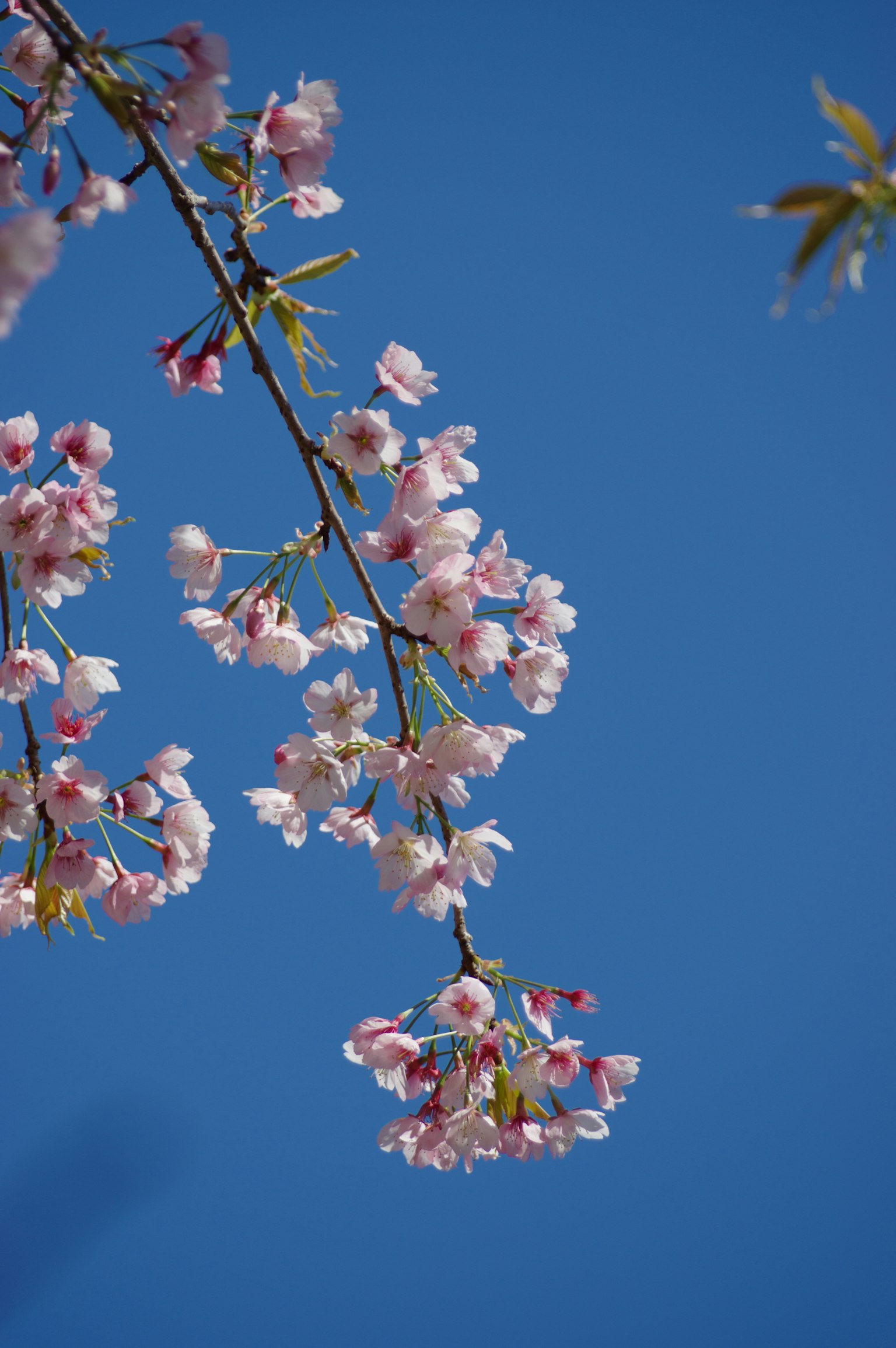 Flores de cerezo floreciendo contra un cielo azul claro