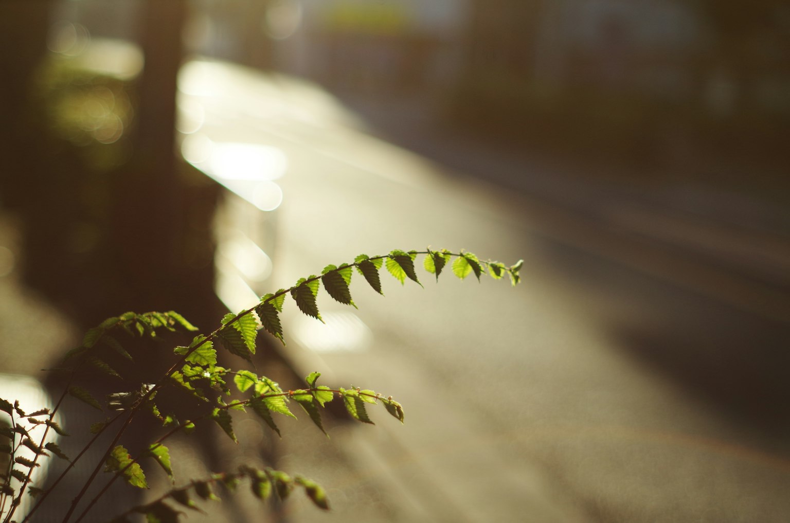 Hojas verdes brillando en luz suave en una calle de la ciudad