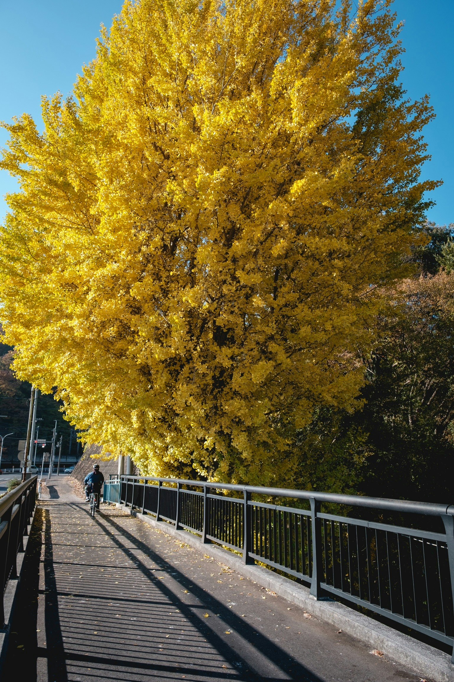 Árbol amarillo vibrante al lado de un puente