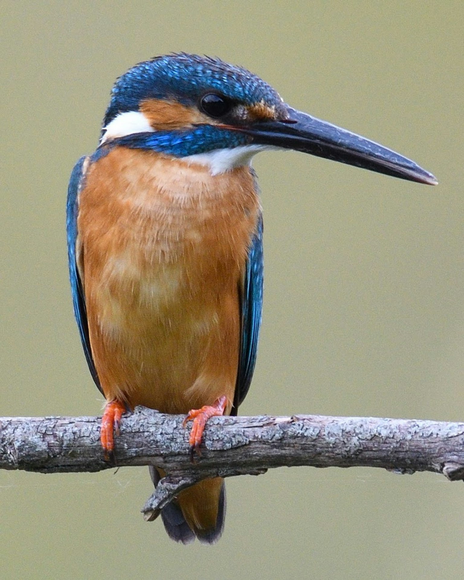 Un martinete con plumas azules y pecho naranja posado en una rama