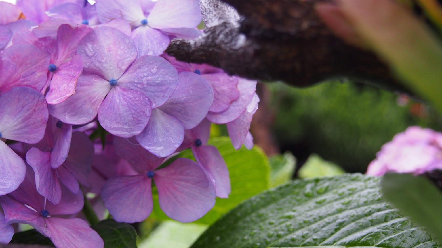 Primo piano di fiori di ortensia viola con foglie verdi