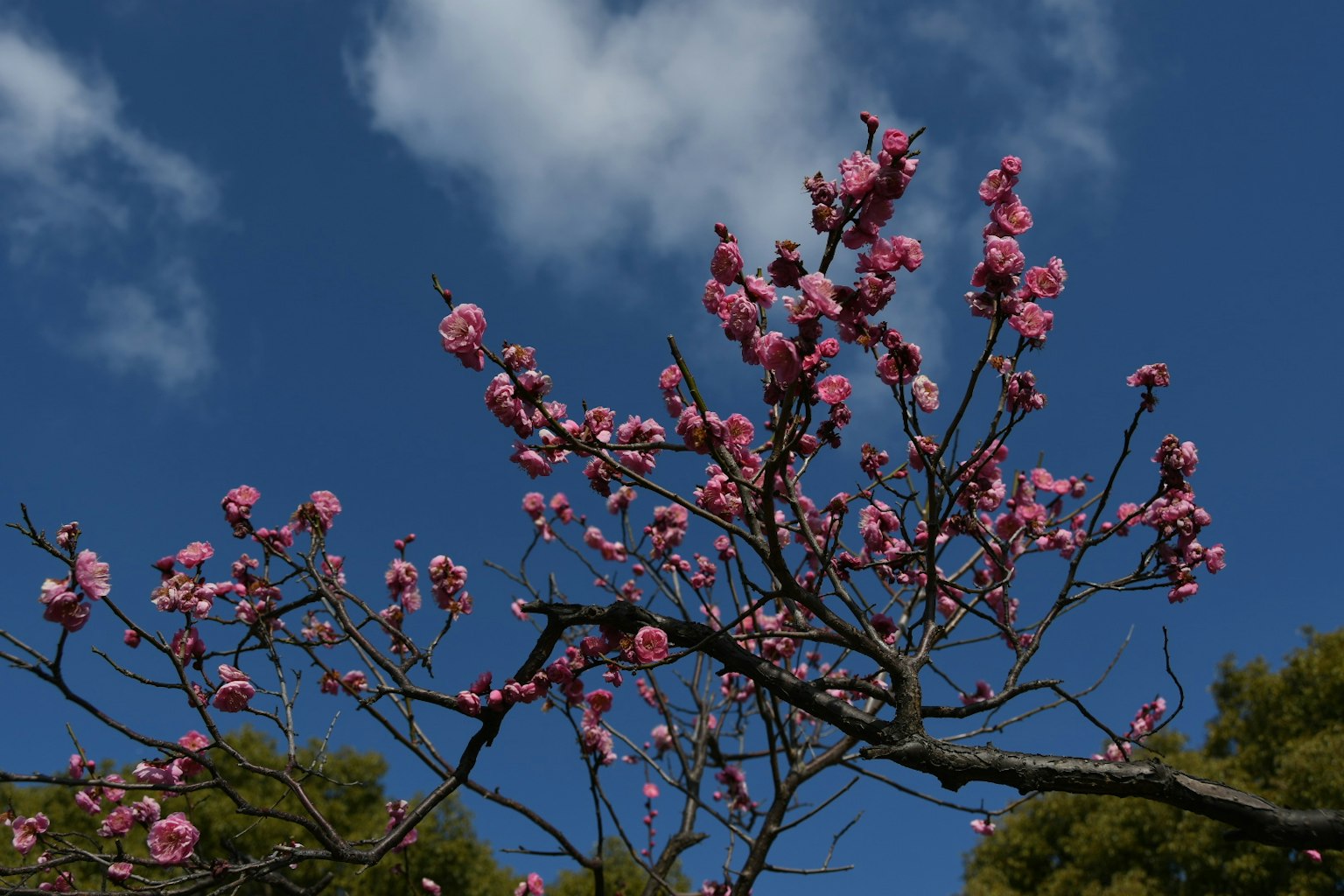 Kirschblüten blühen gegen einen blauen Himmel