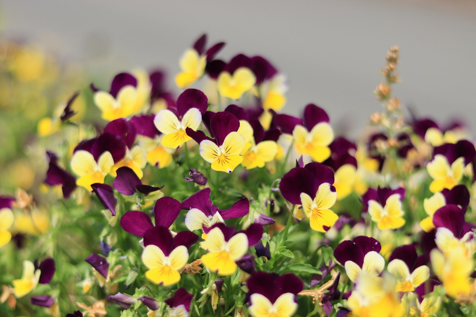 Lebendige Szene mit blühenden violetten und gelben Stiefmütterchen