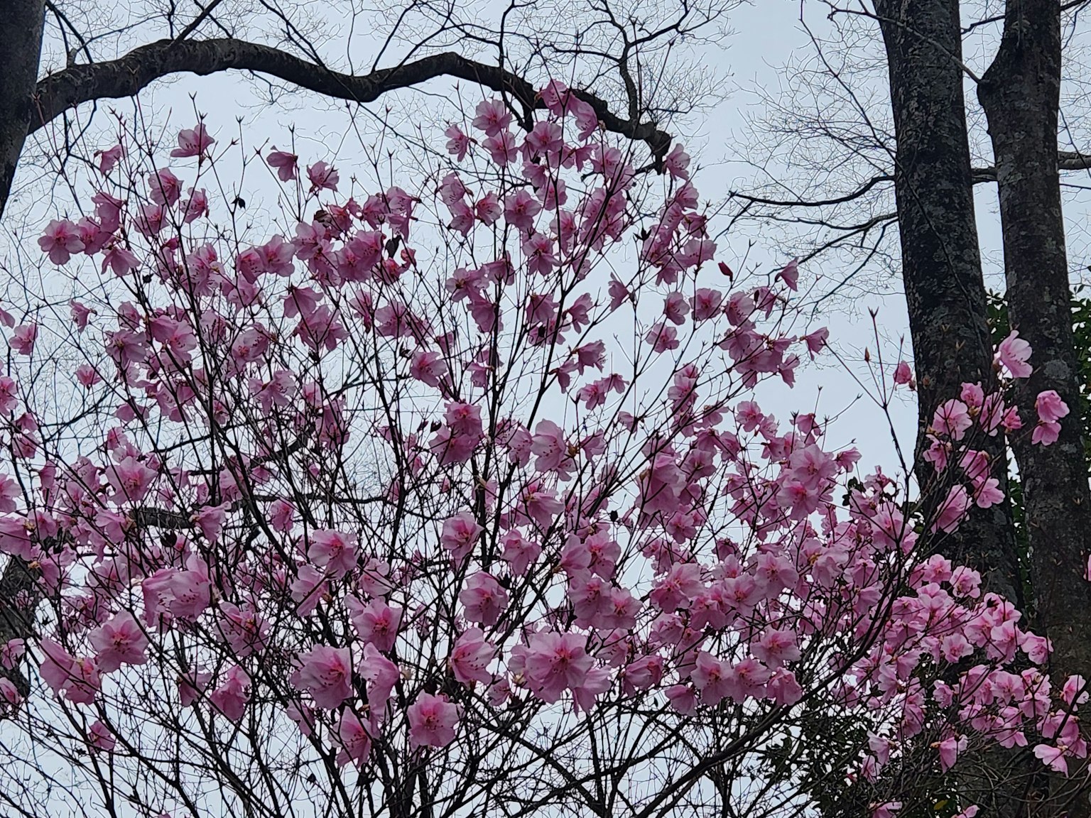 Close-up pohon sakura berbunga dengan bunga pink
