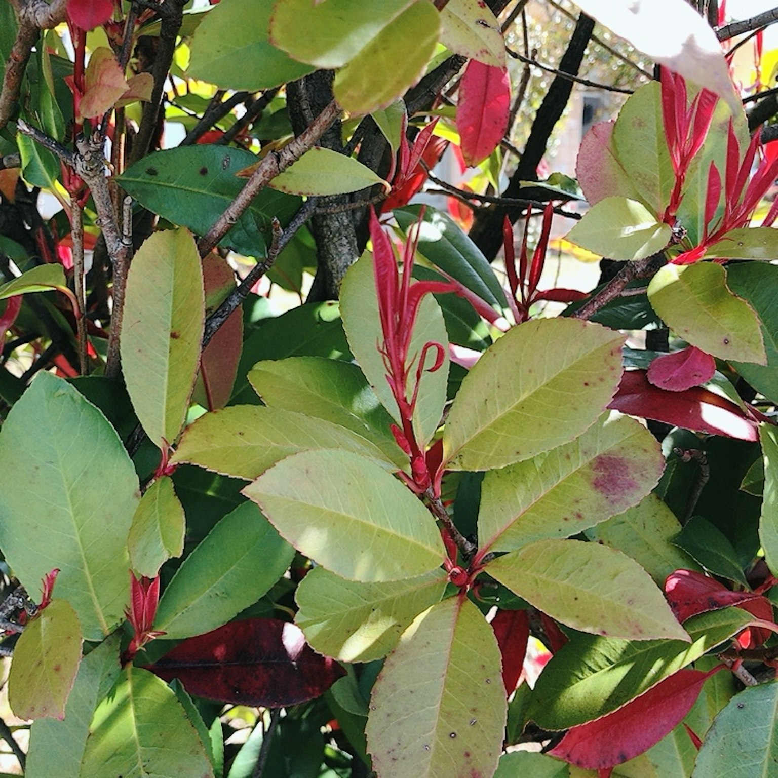 特写植物与多彩的叶子