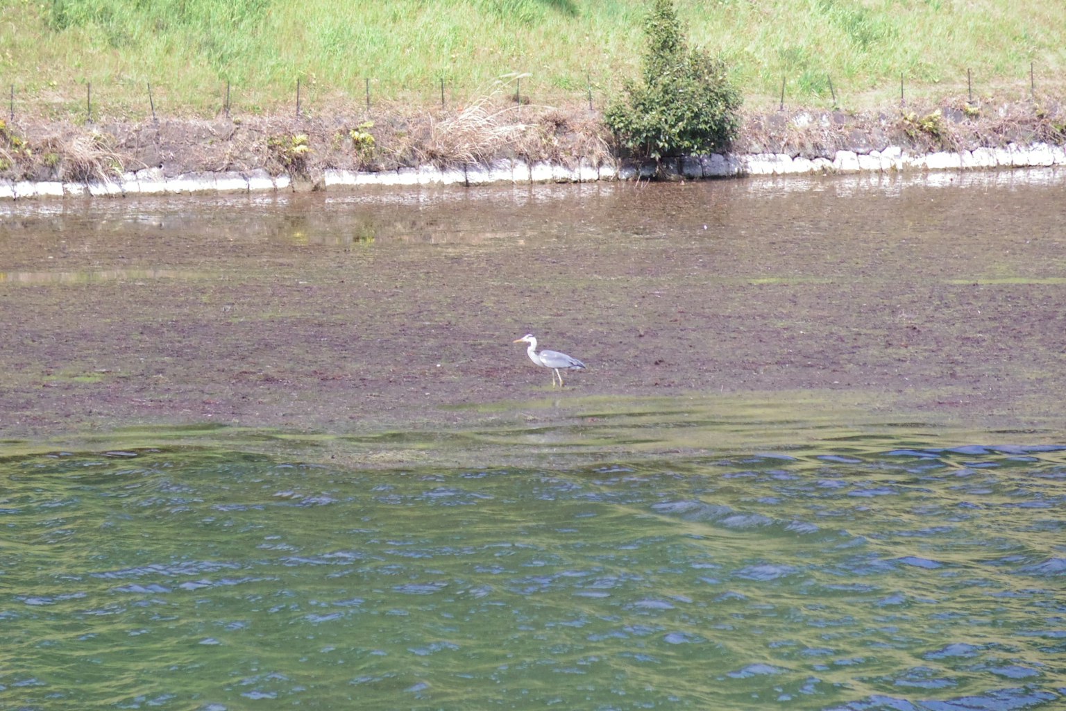 Un oiseau se tenant dans l'eau peu profonde avec un arrière-plan vert