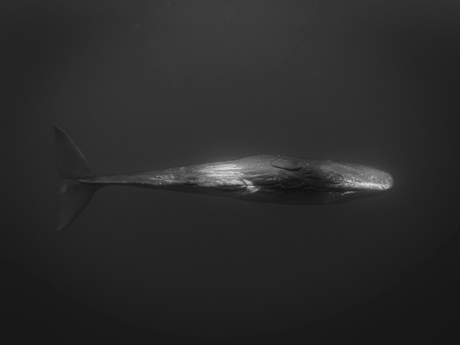 A whale swimming underwater in black and white
