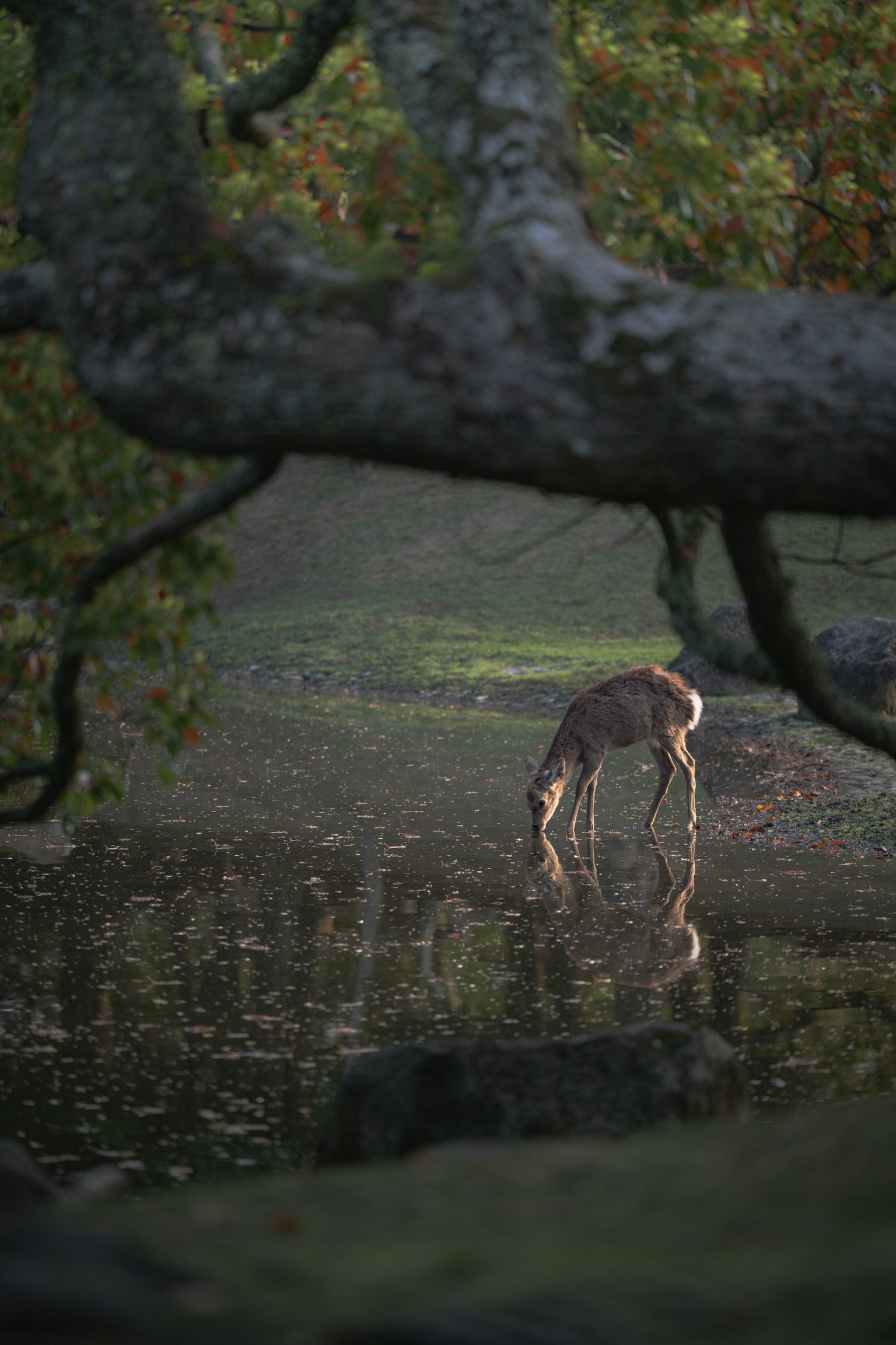Silhouette eines Rehs, das am Ufer trinkt Baumzweige im Vordergrund