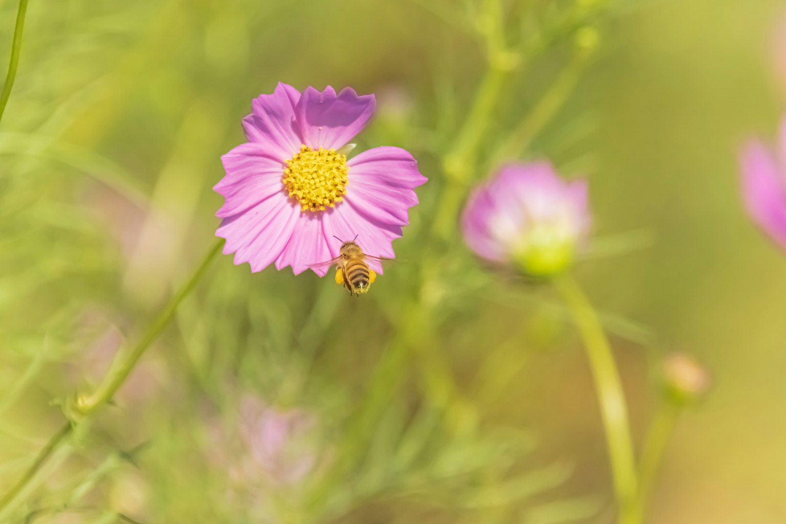 Primer plano de una flor rosa con un pequeño insecto en un fondo suave desenfocado