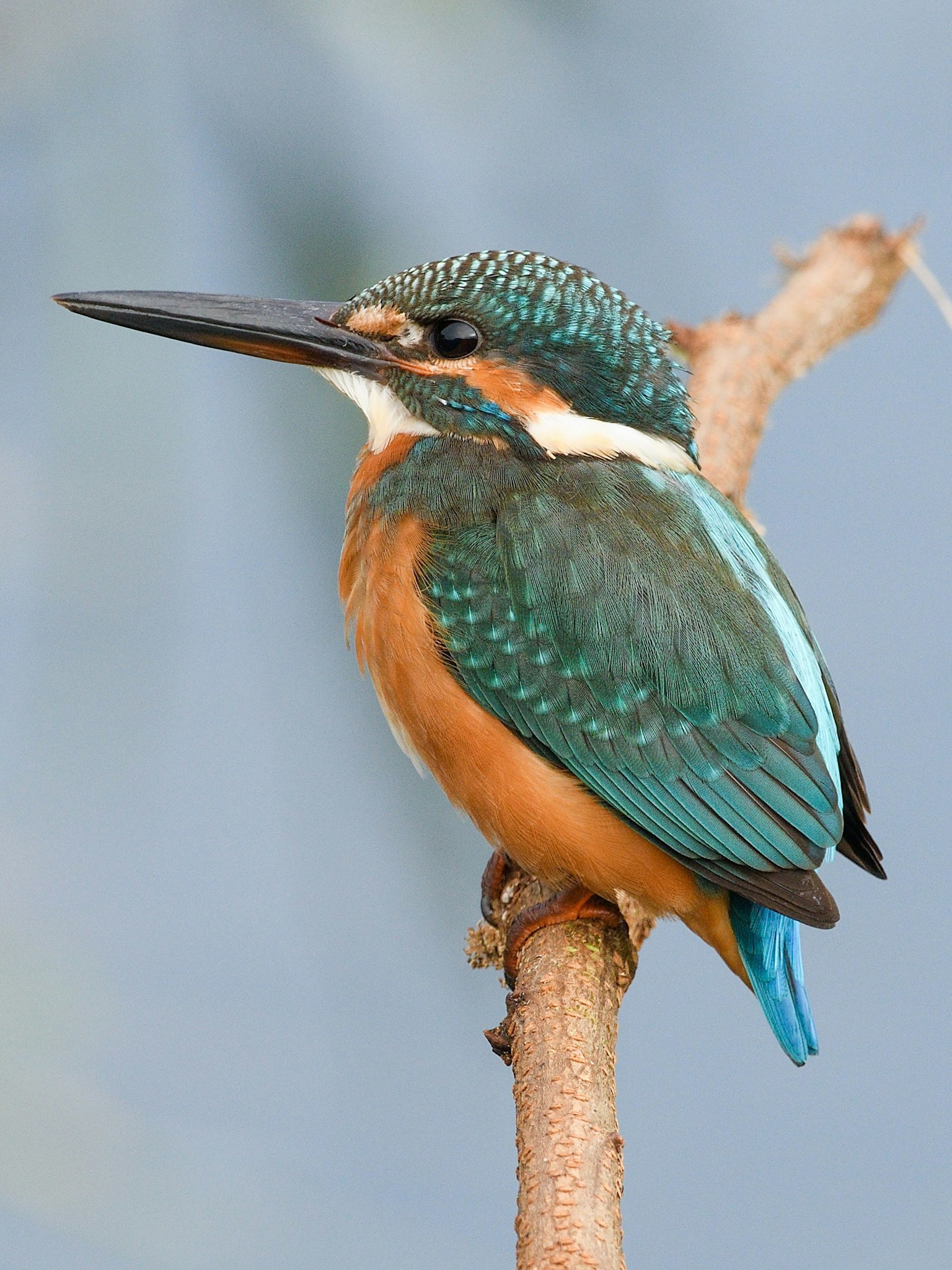 Seekor burung kingfisher dengan bulu biru dan perut oranye bertengger di cabang