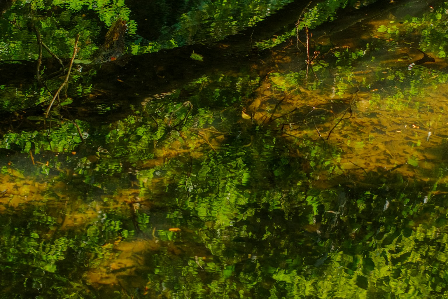 Reflexion von grünen Pflanzen und Baum Schatten auf der Wasseroberfläche