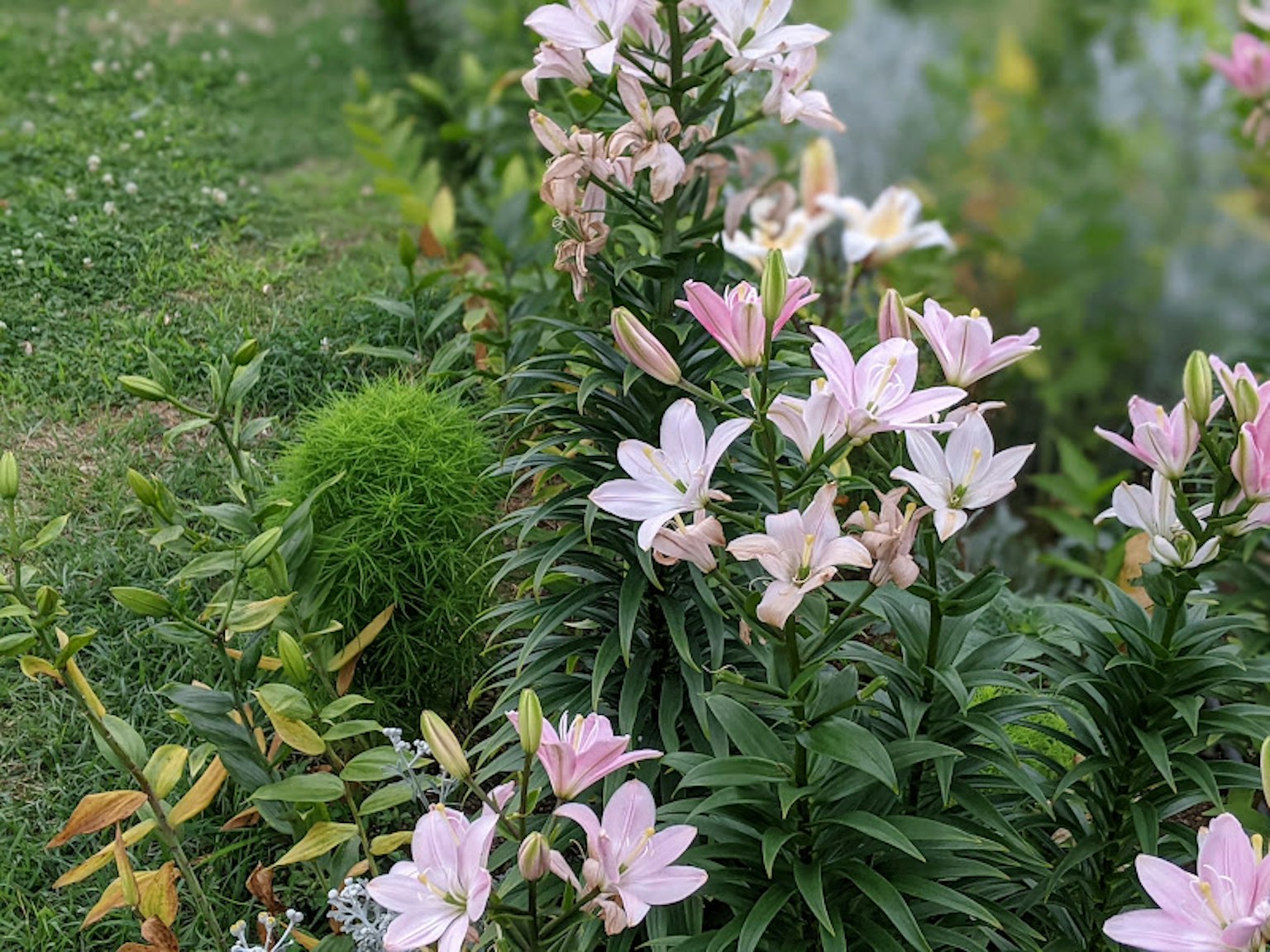 Ein Garten mit blühenden weißen und rosa Lilien
