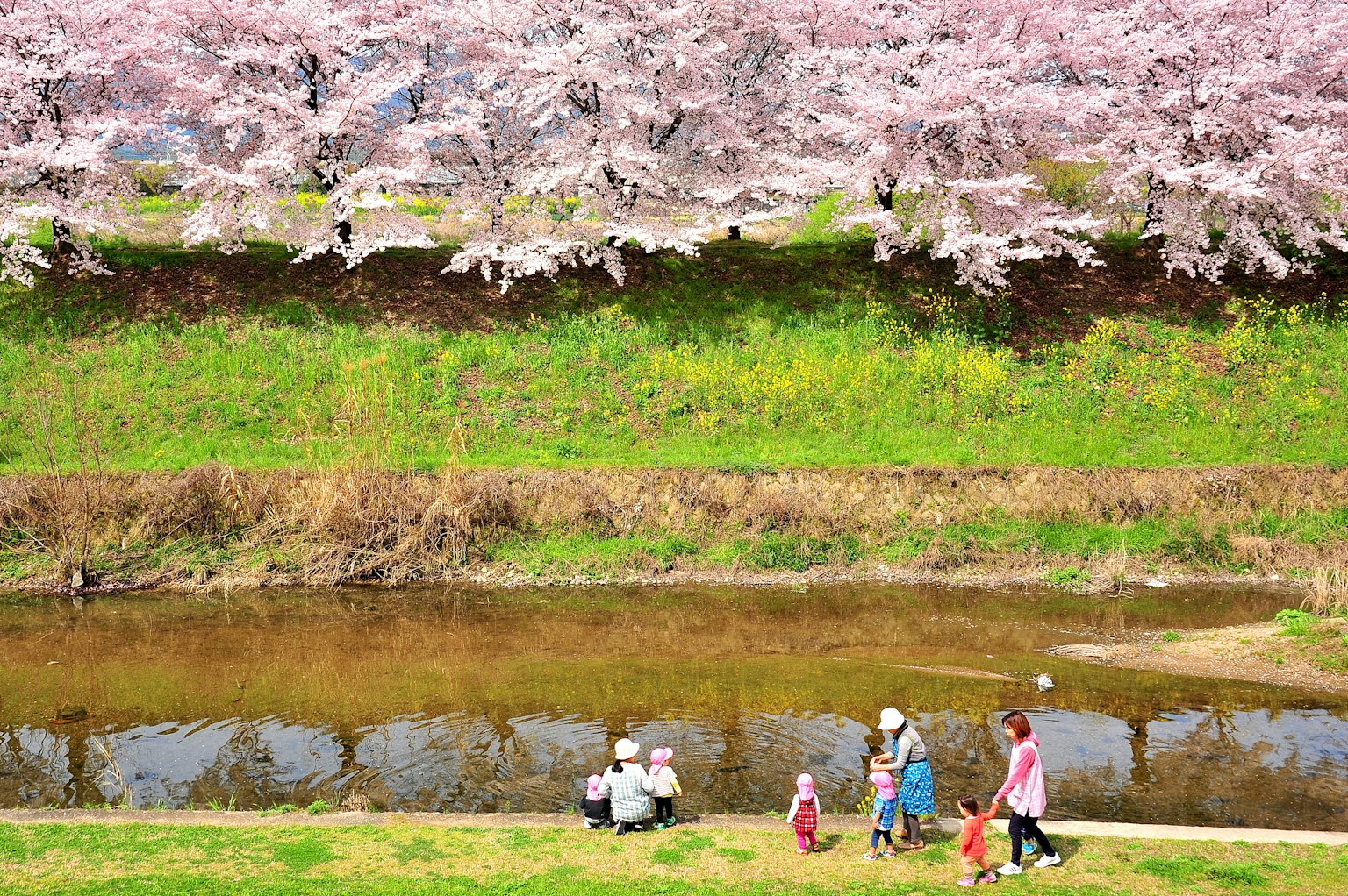 Nhóm trẻ em và người lớn chơi dưới cây anh đào với cỏ xanh và một con sông yên tĩnh ở phía sau