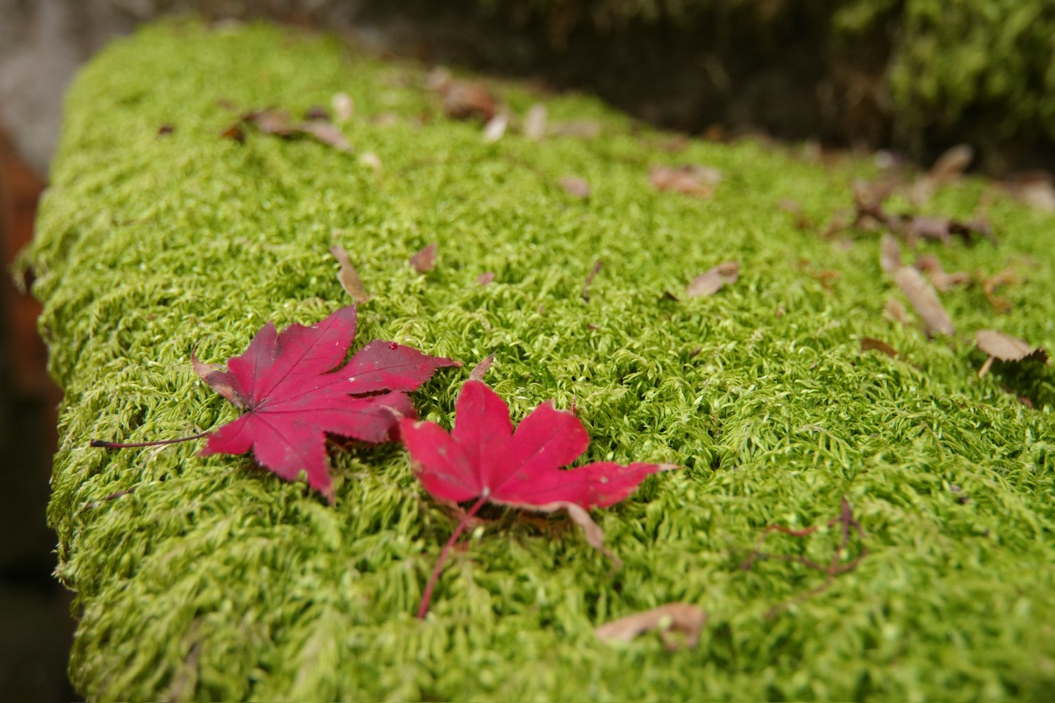 Foglie rosse appoggiate su muschio verde