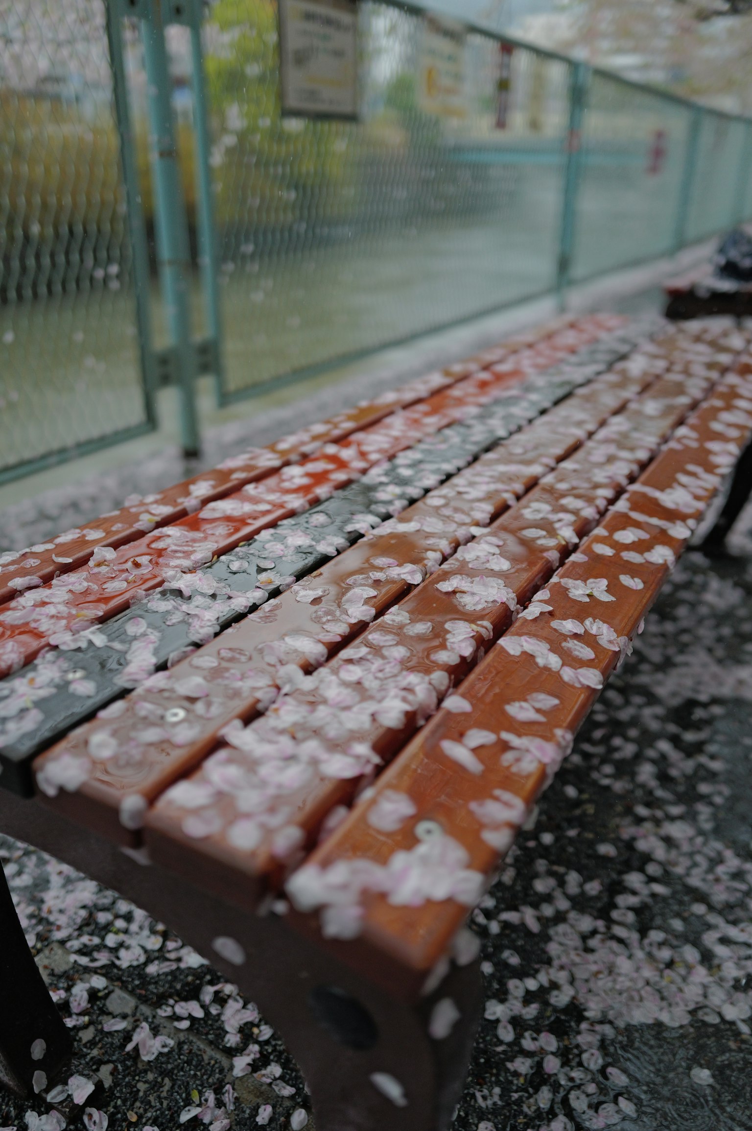 Bangku taman yang tertutup kelopak bunga sakura