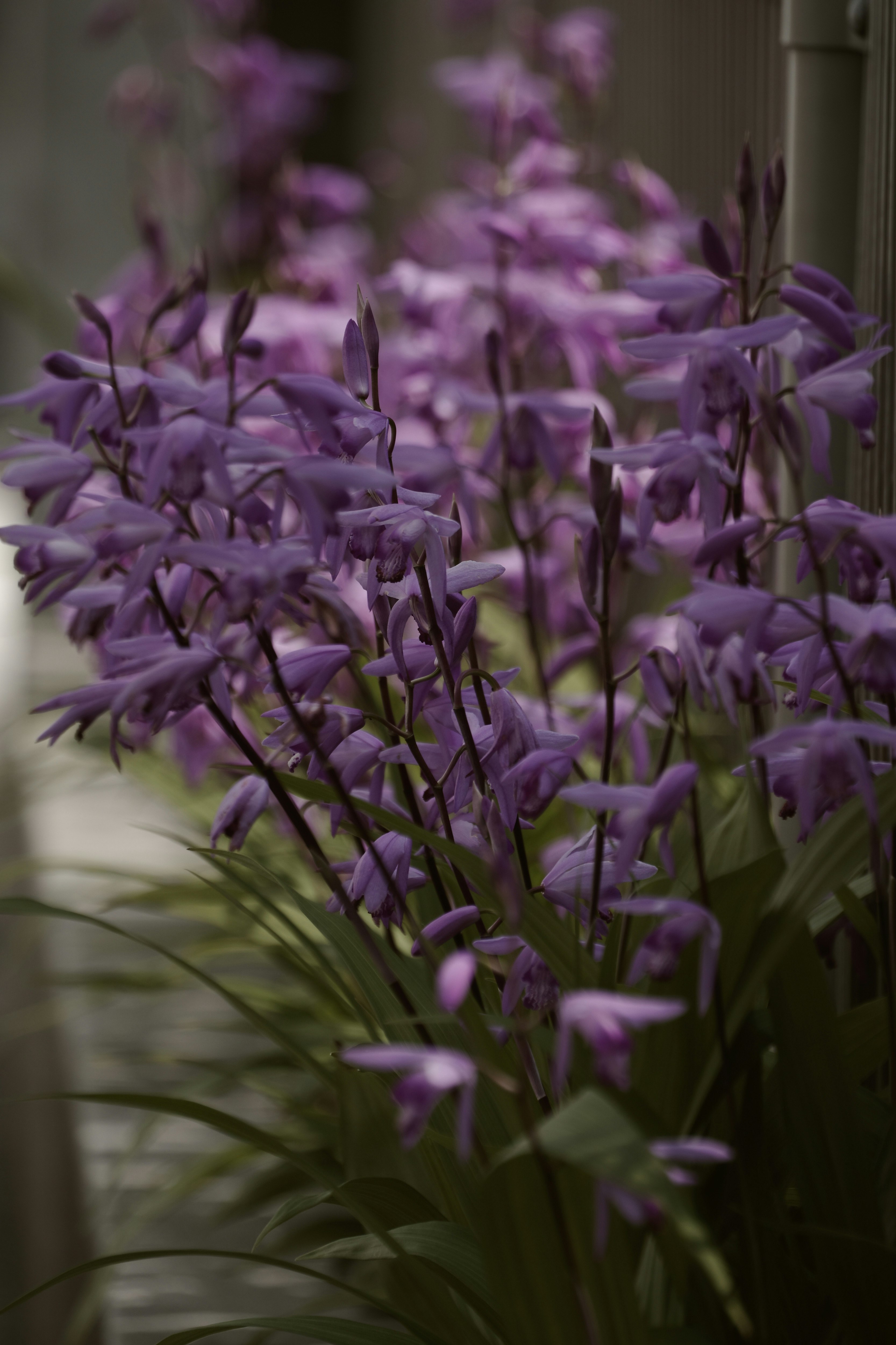 紫のシランの花が咲き誇る花壇