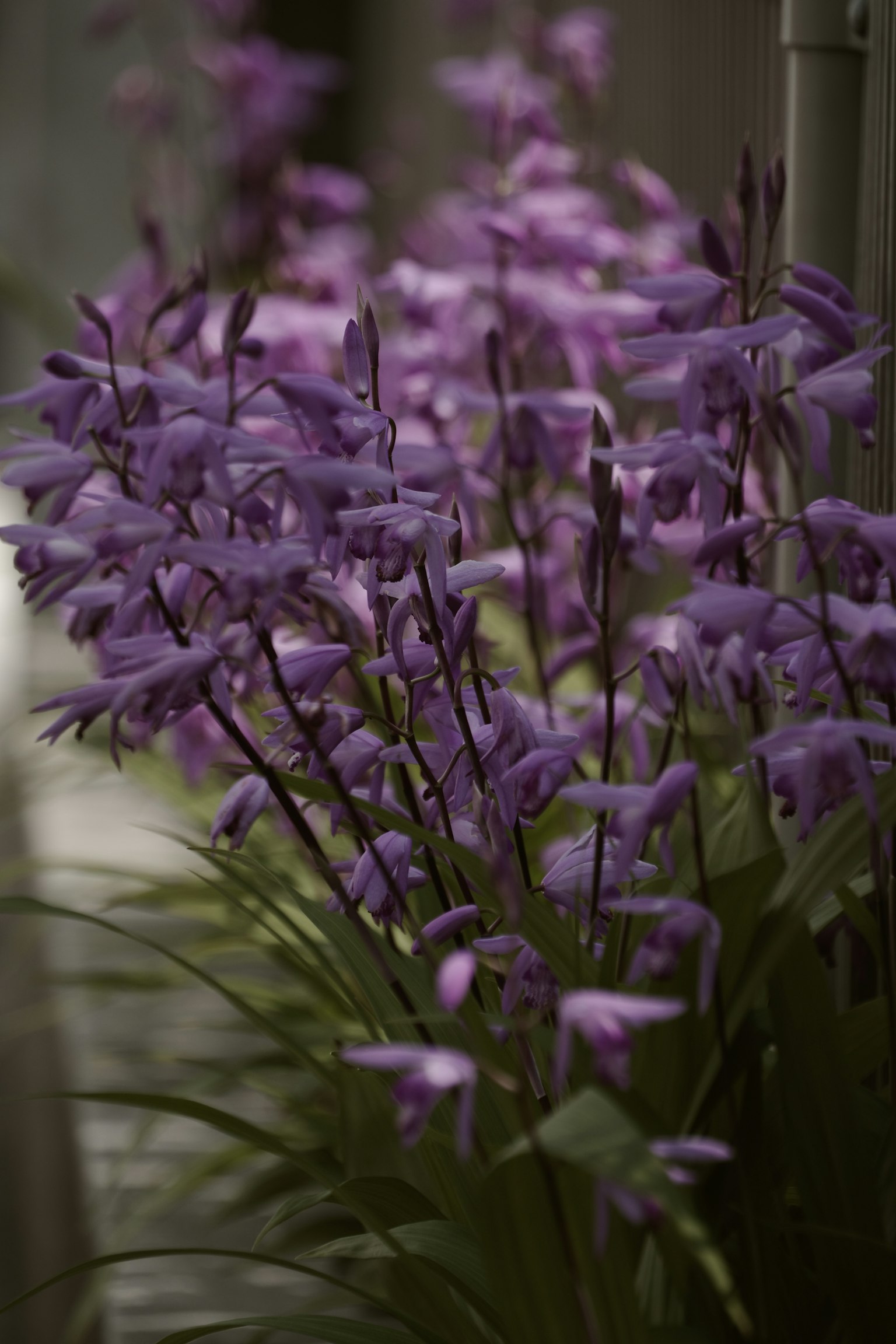 Cluster von lila Blumen in Blüte mit grünem Laub
