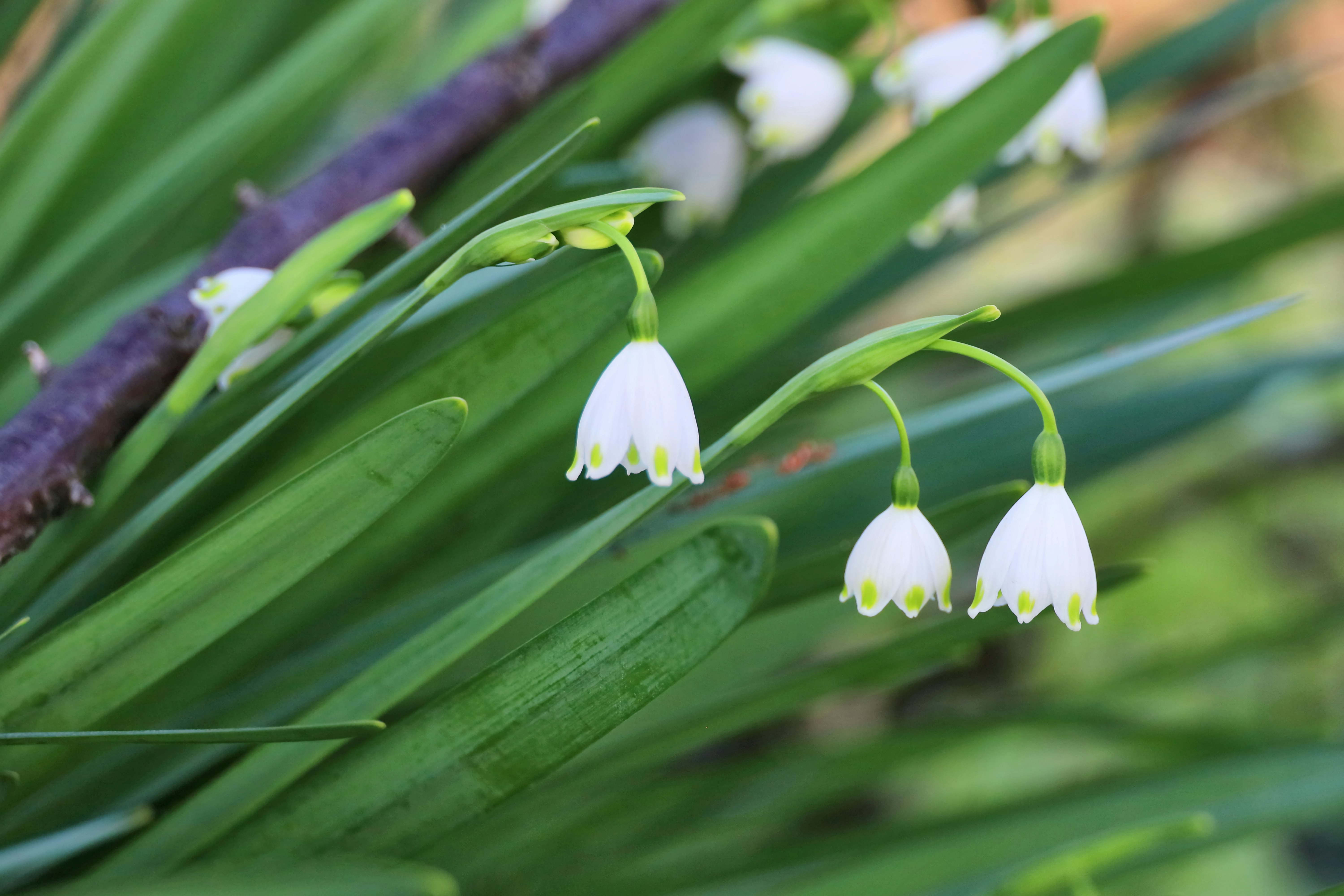 close-up bunga snowflake yang sedang mekar