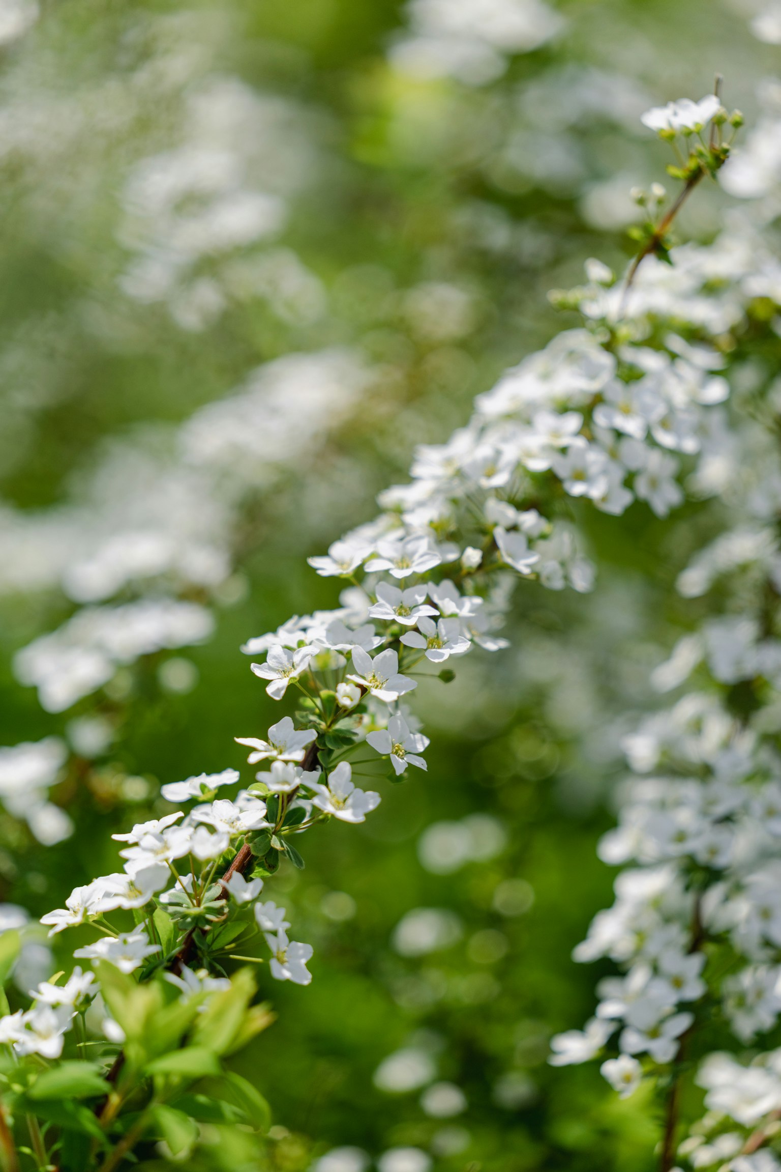 白い花が咲く植物のクローズアップ緑の背景に柔らかいボケ