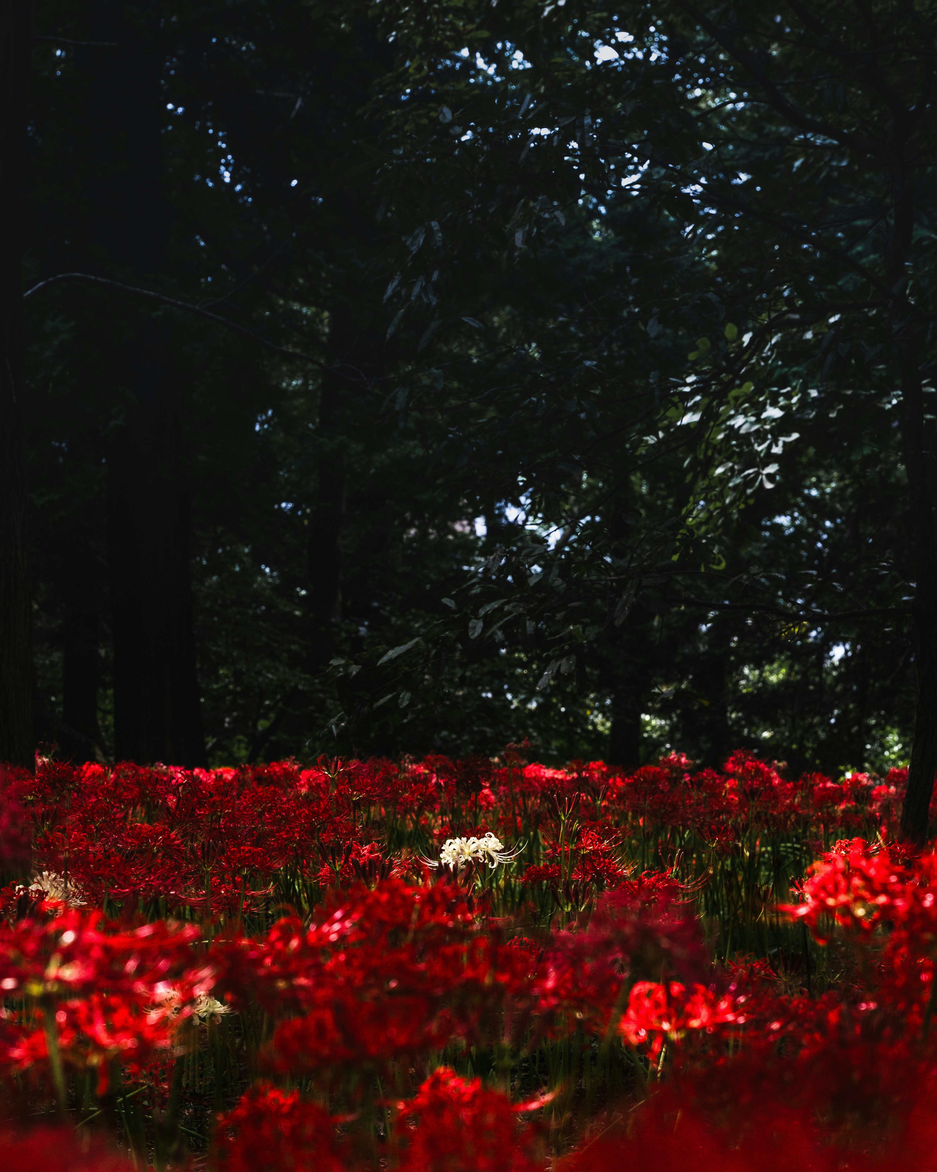 ทางเดินในสวนที่มีดอกไม้สีแดงและสีขาวเรียงราย