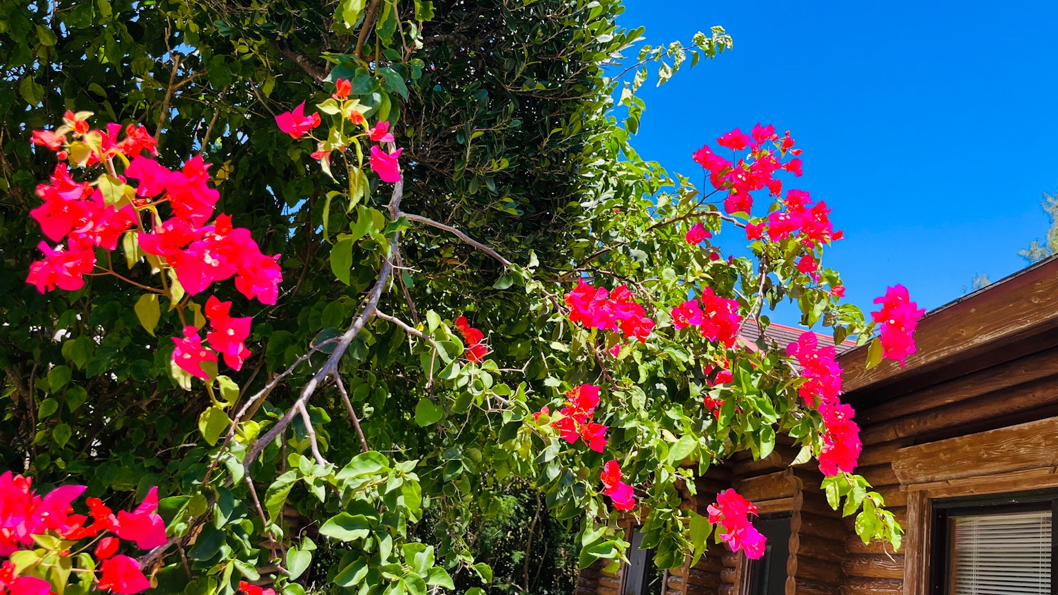 Bunga bougainvillea pink cerah di bawah langit biru jernih dengan daun hijau