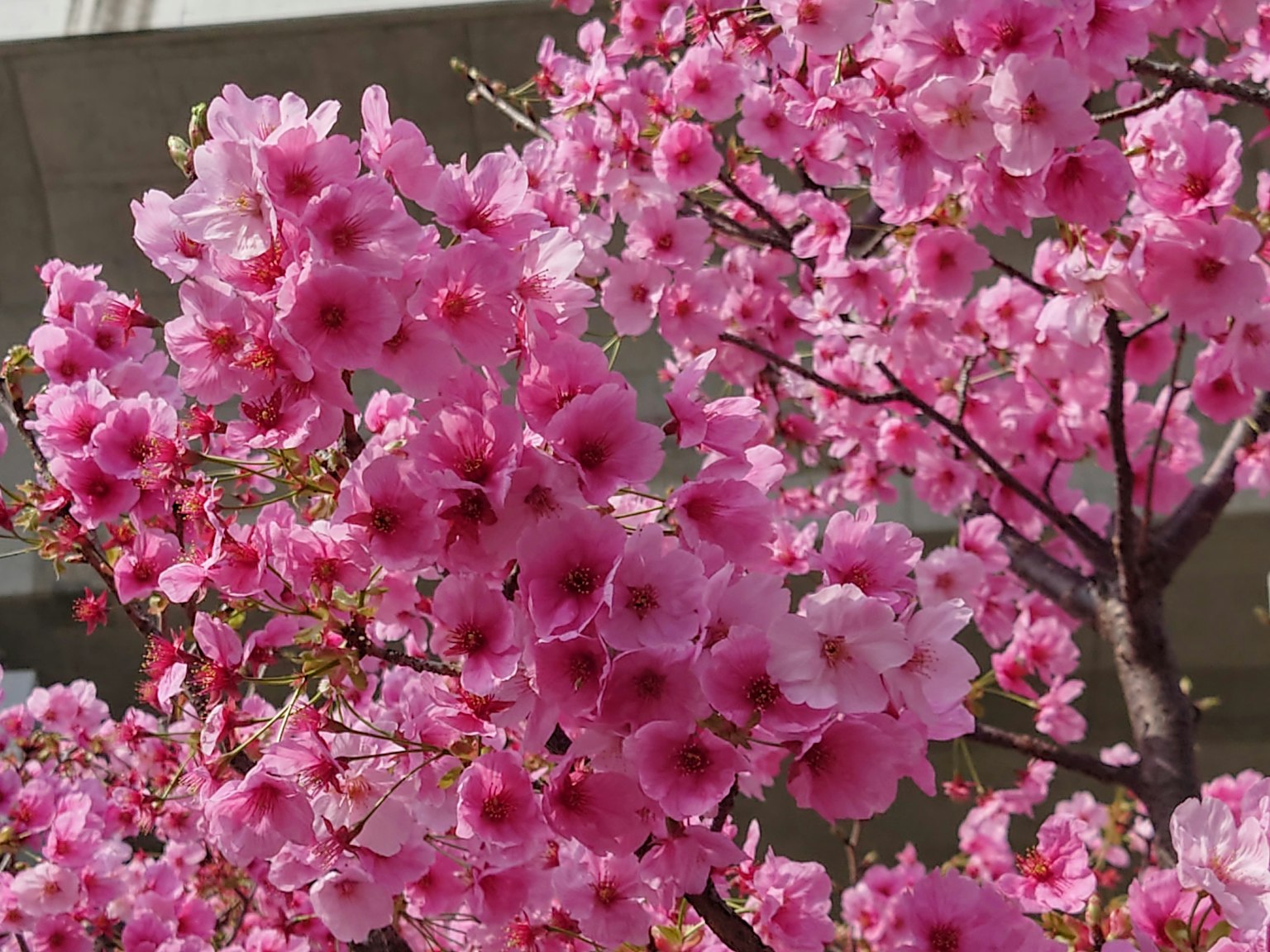 Fiori di ciliegio rosa vivaci in piena fioritura