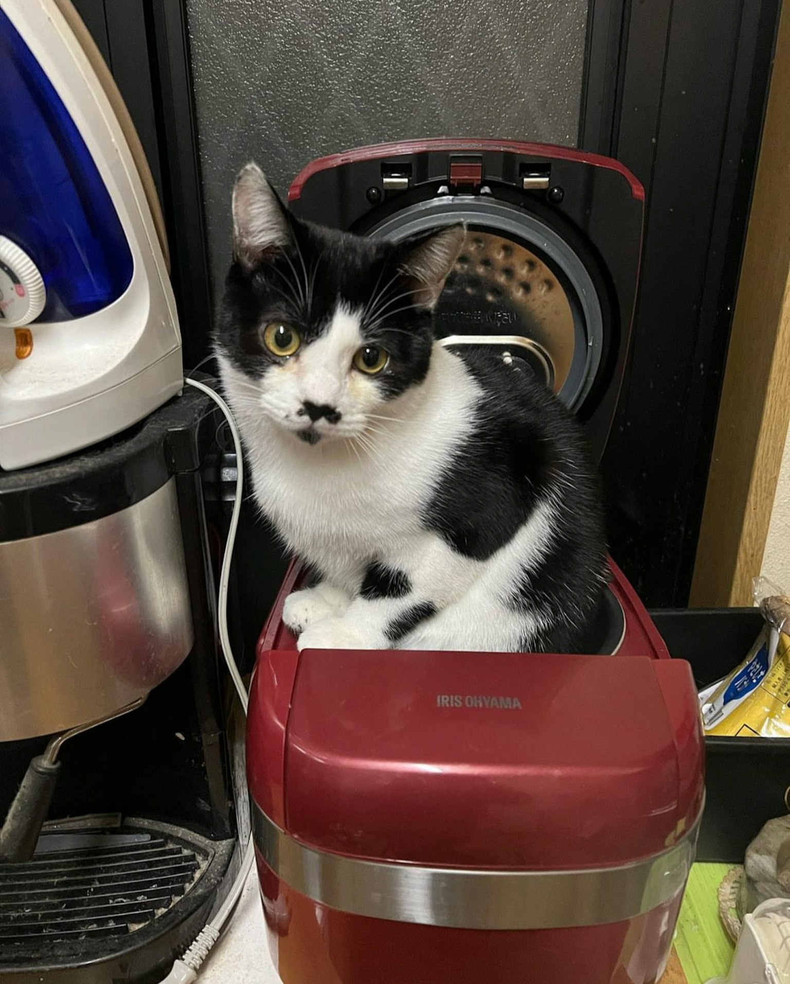 A black and white cat sitting on a red container