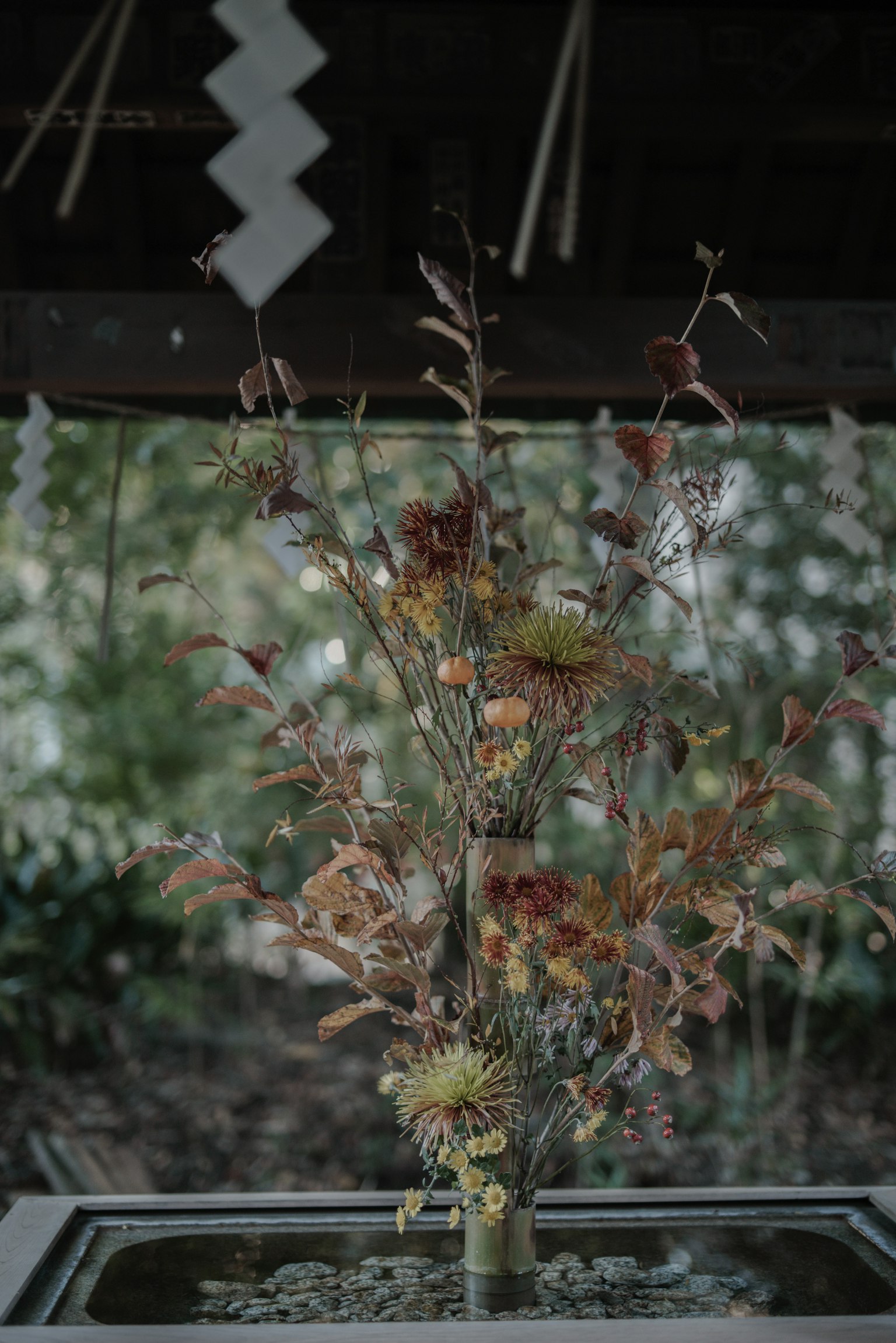 A quiet scene featuring a plant with autumn leaves
