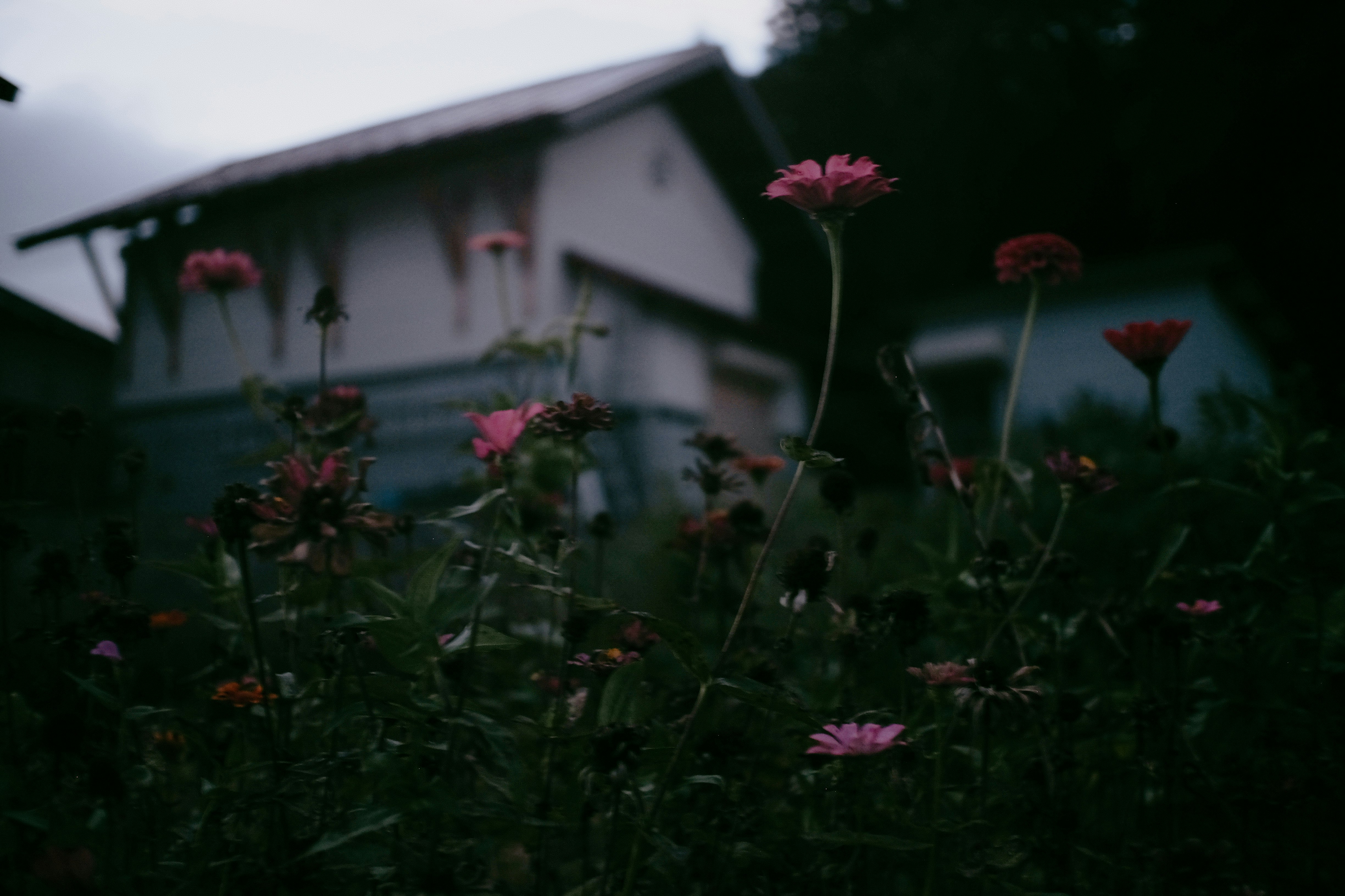 福島県会津の花が咲く庭先の風景