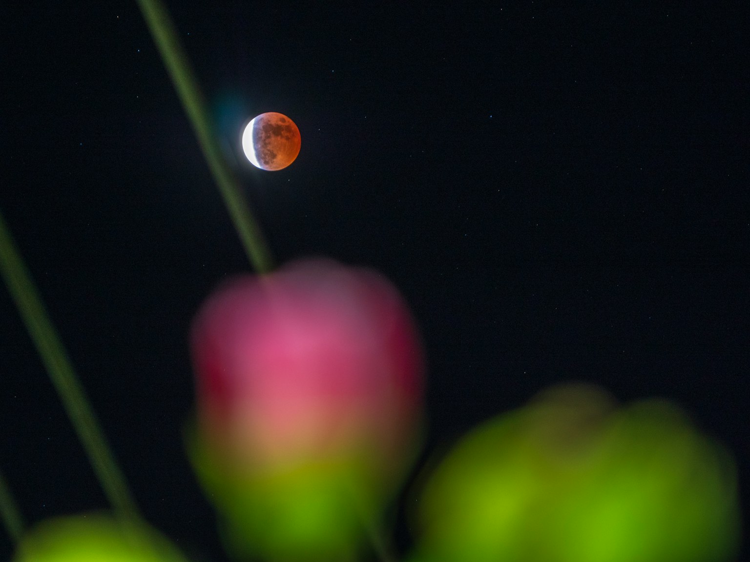 Luna eclissata con rosa sfocata in primo piano